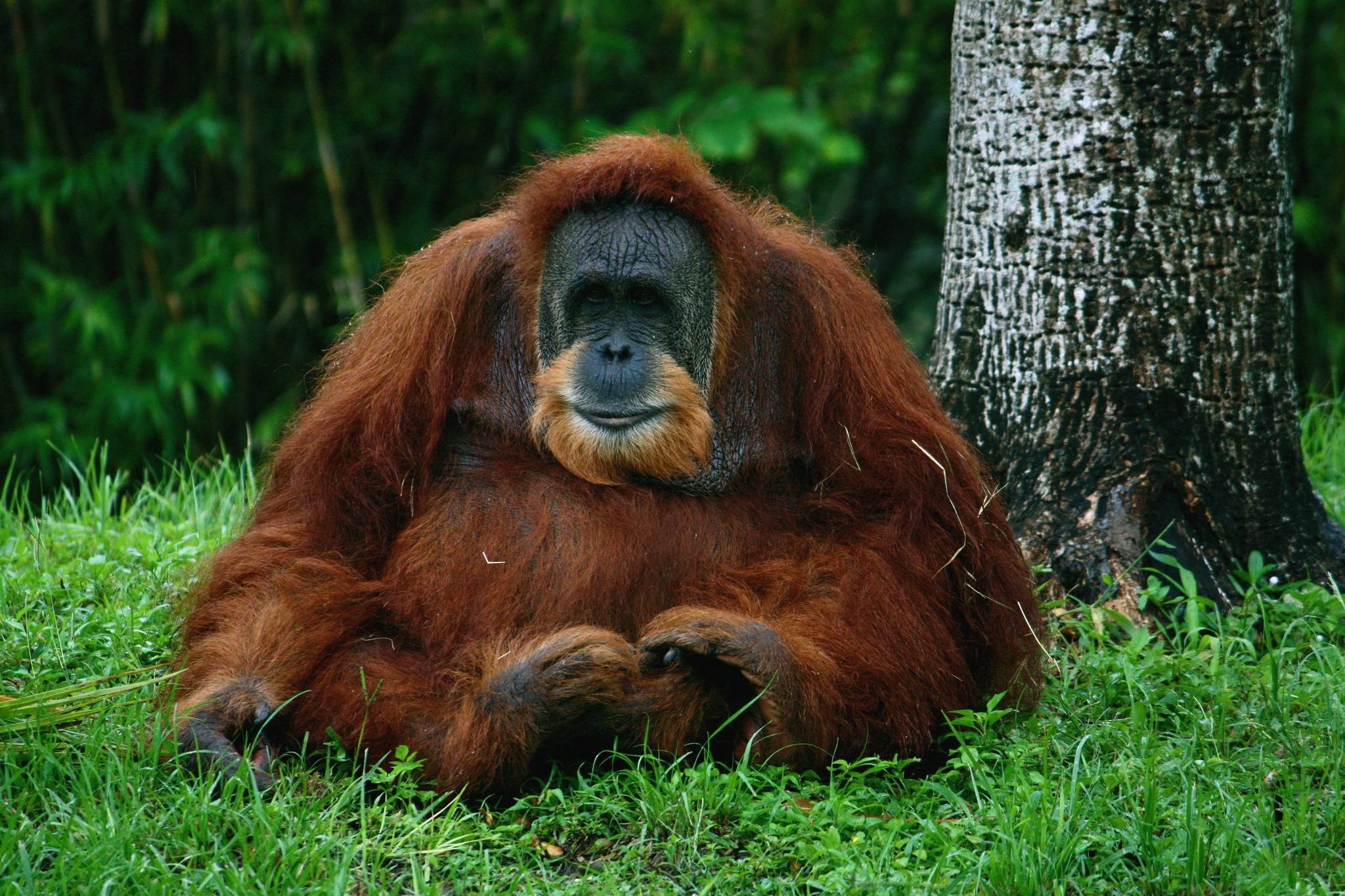 2050x1370 Orangutan Computer Wallpaper, Desktop Background  Id, Desktop