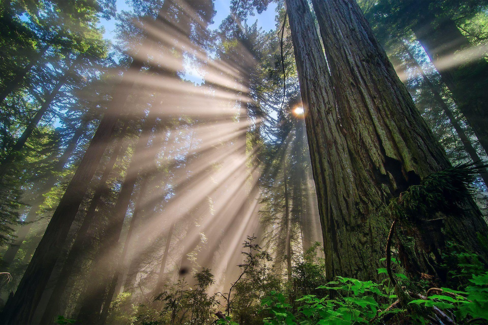 1920x1280 Redwood National Park Wallpaper, Desktop