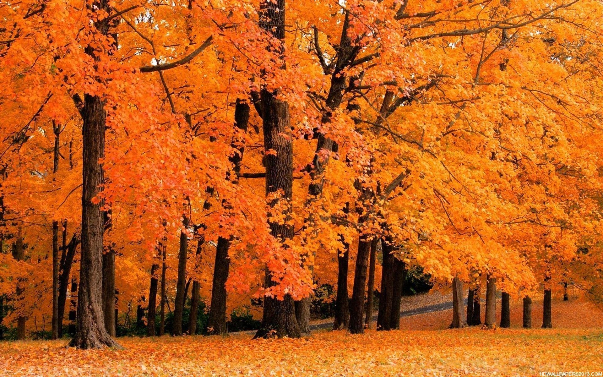 1920x1200 Fall Wallpaper Desktop wallpaper, Desktop