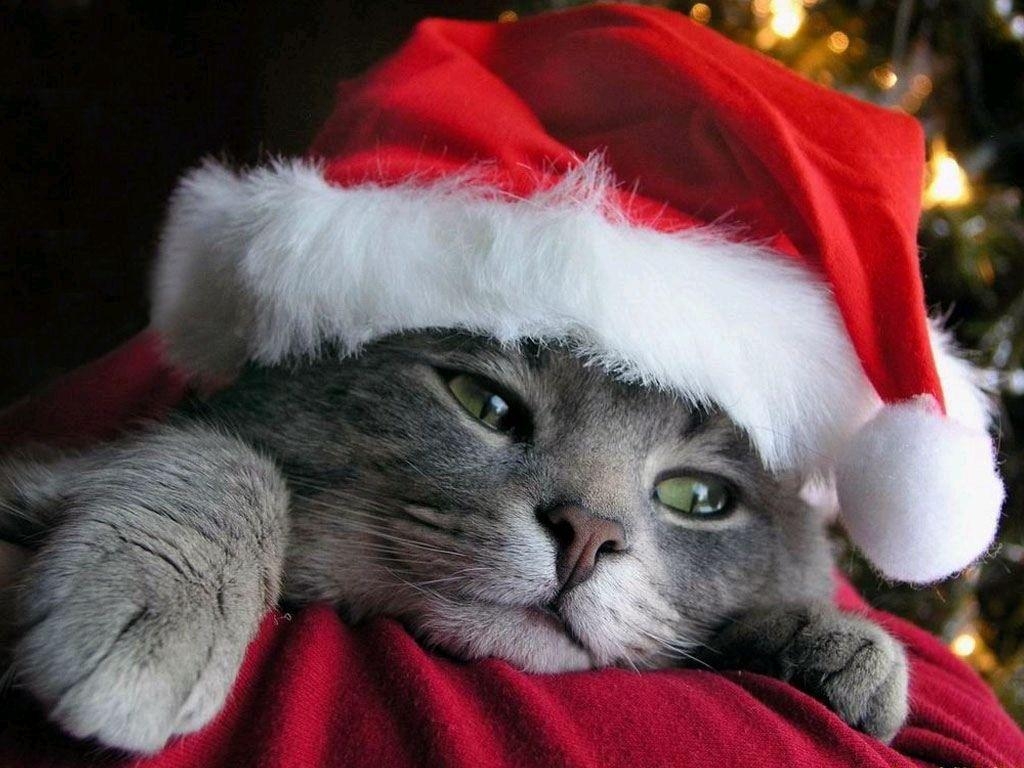 1030x770 Free Desktop wallpaper for Cat lovers, Free Christmas Wallpapaer, Desktop