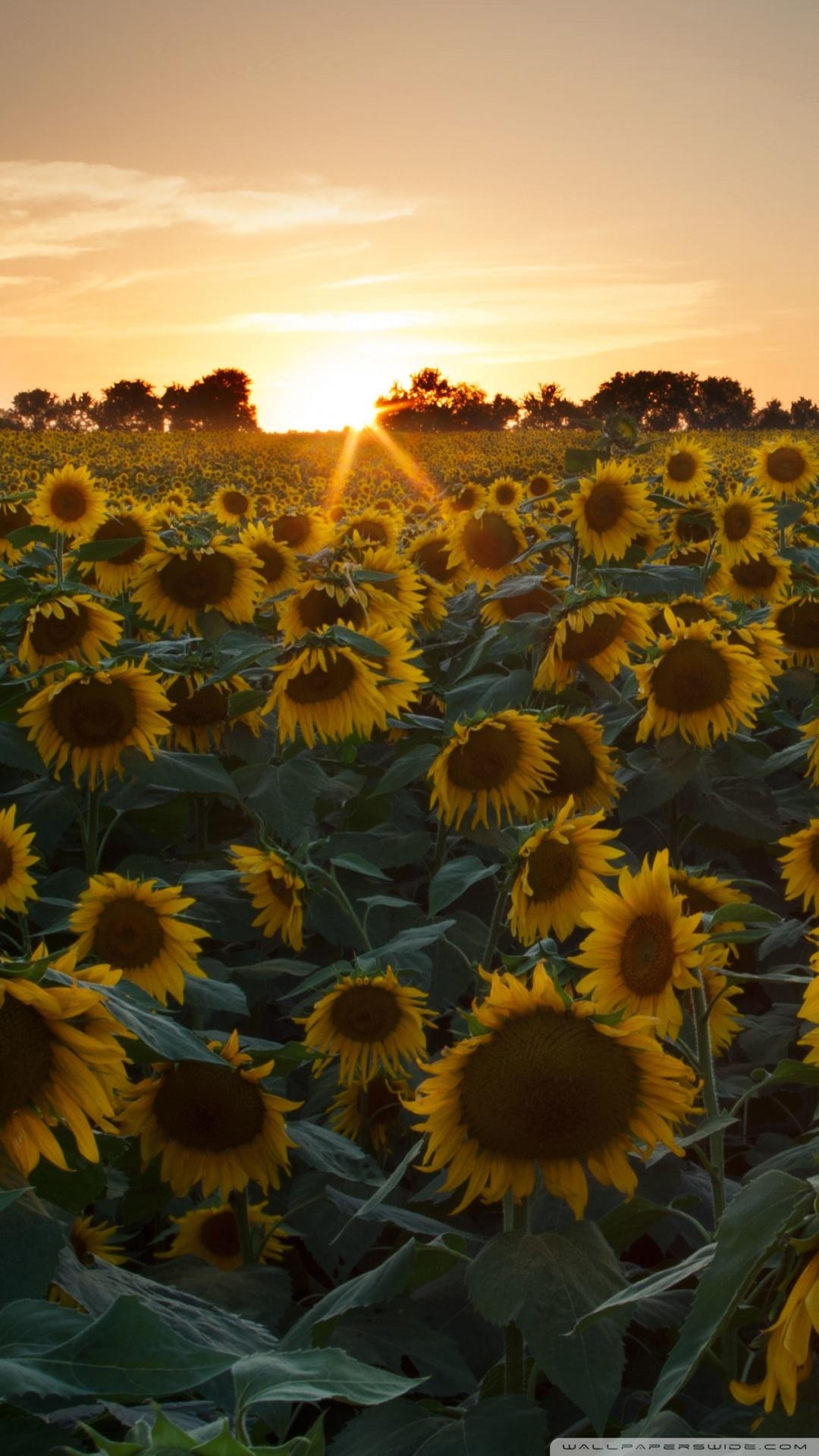 1080x1920 Sunflower Field iPhone Background Field Picture, Phone