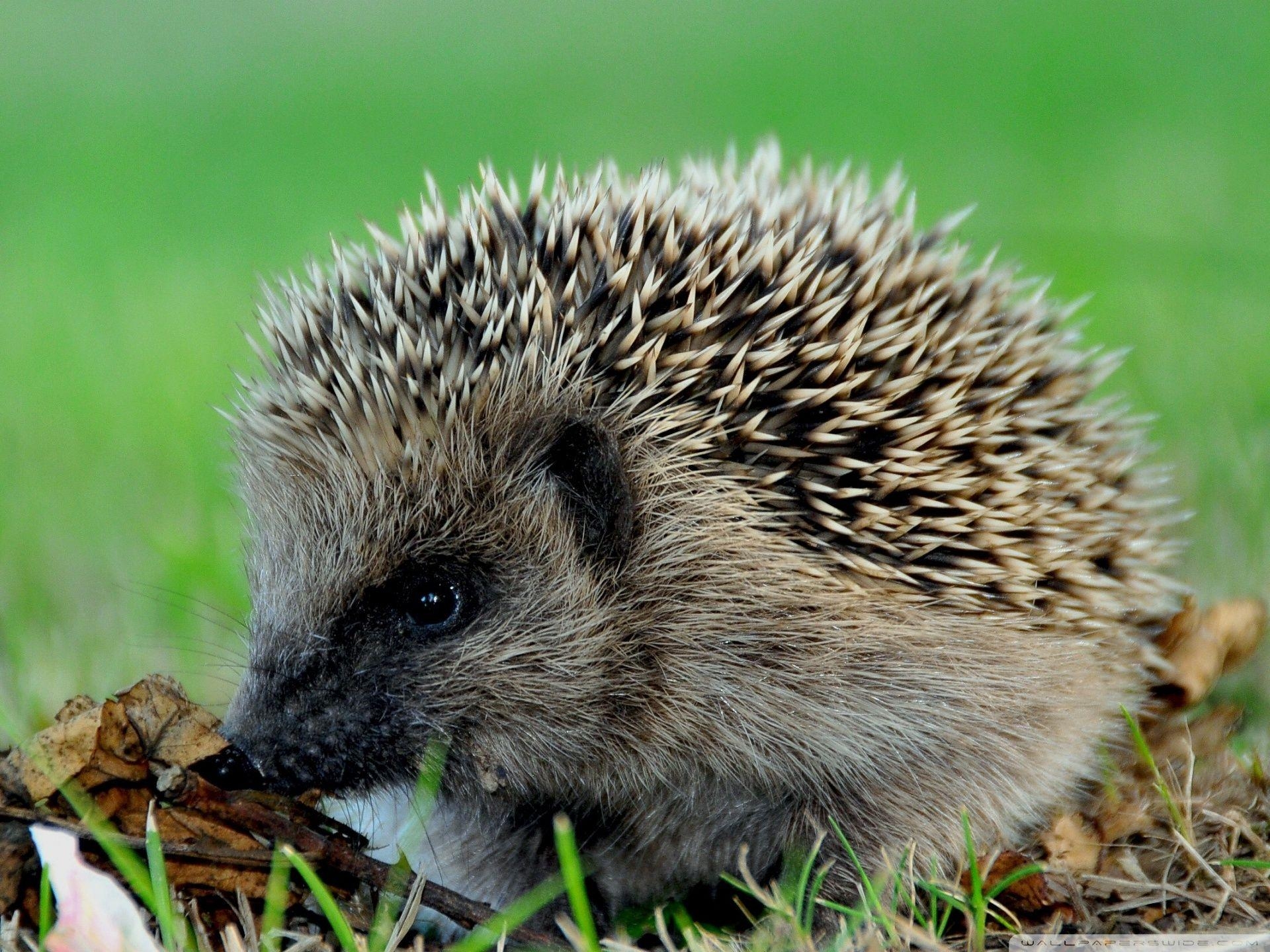 1920x1440 Cute Hedgehog ❤ 4K HD Desktop Wallpaper for 4K Ultra HD TV • Tablet, Desktop