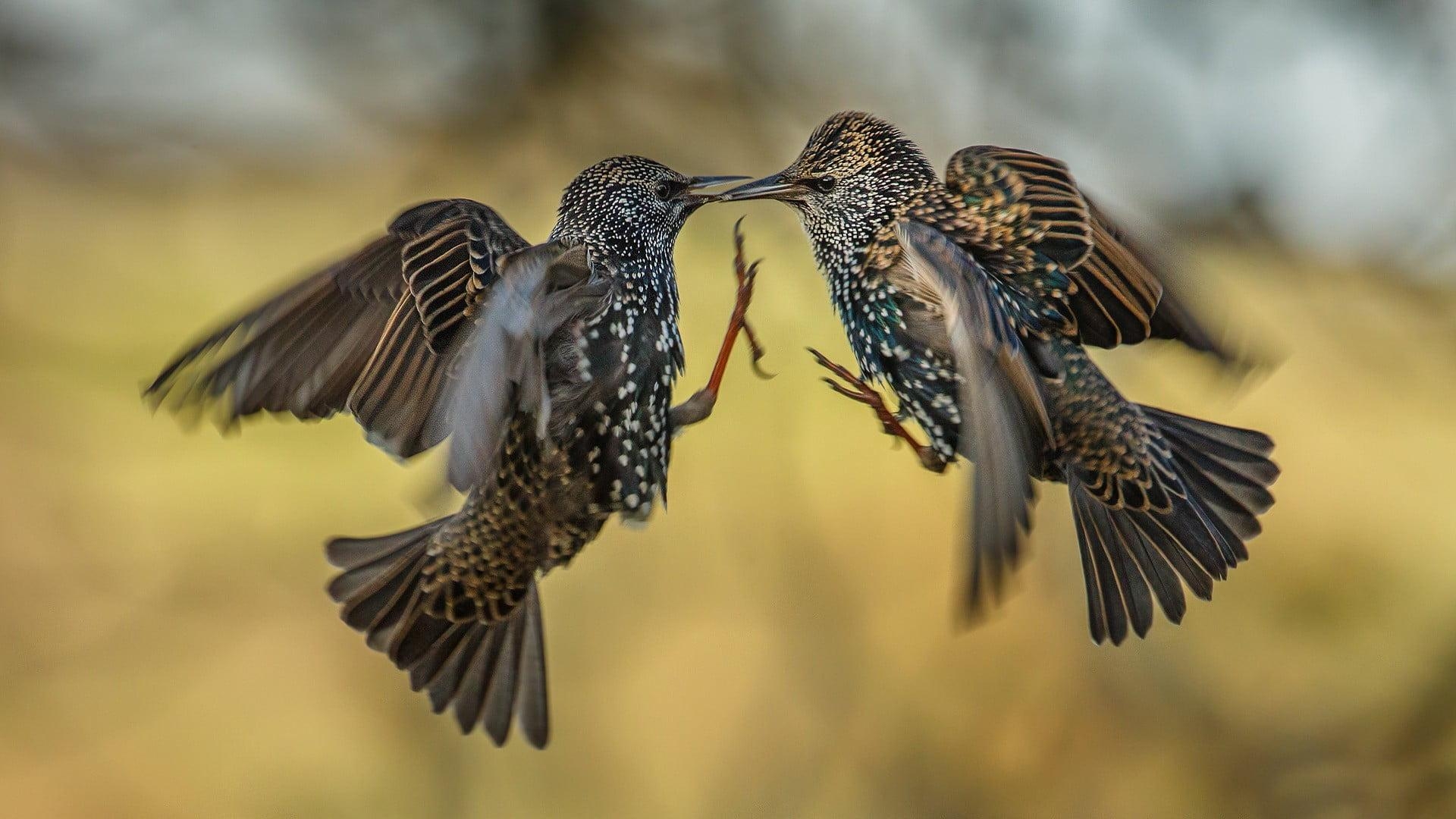 1920x1080 Two brown birds, birds, european starling HD wallpaper, Desktop