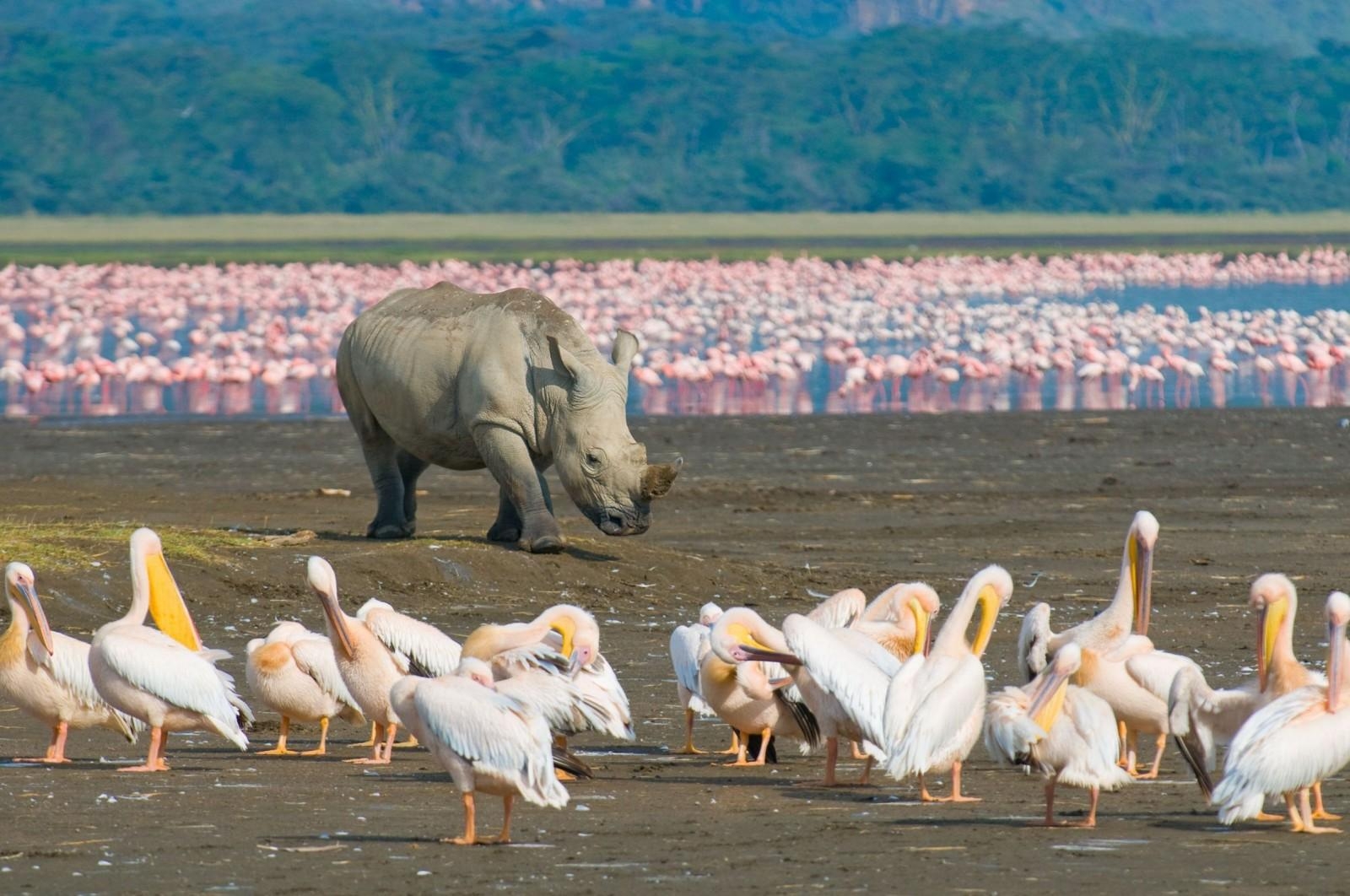 1600x1070 Days Maasai Mara Lake Nakuru, Desktop