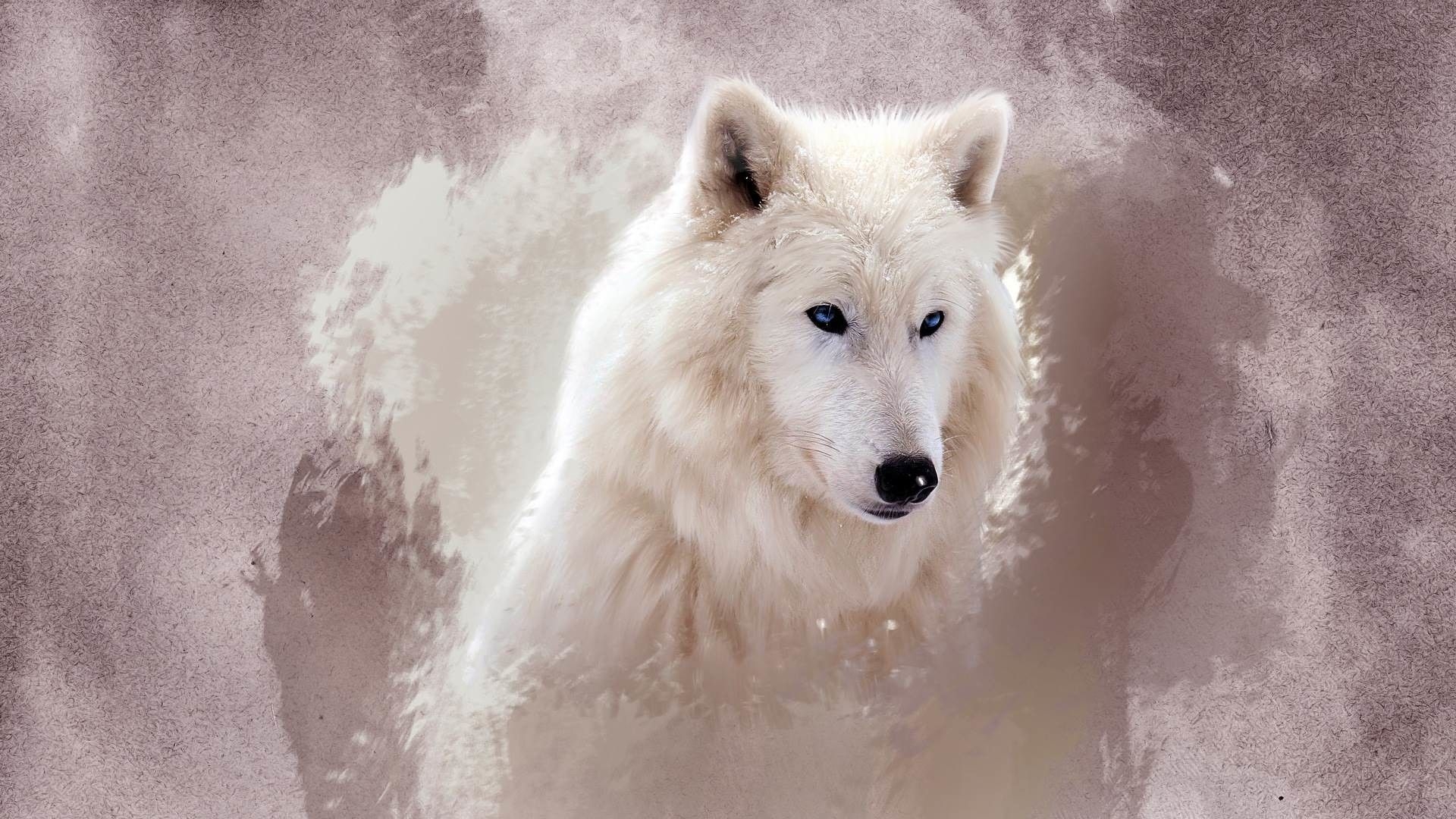 1920x1080 vertical Lone Wolf Wallpaper  windows. Wolf wallpaper, Desktop