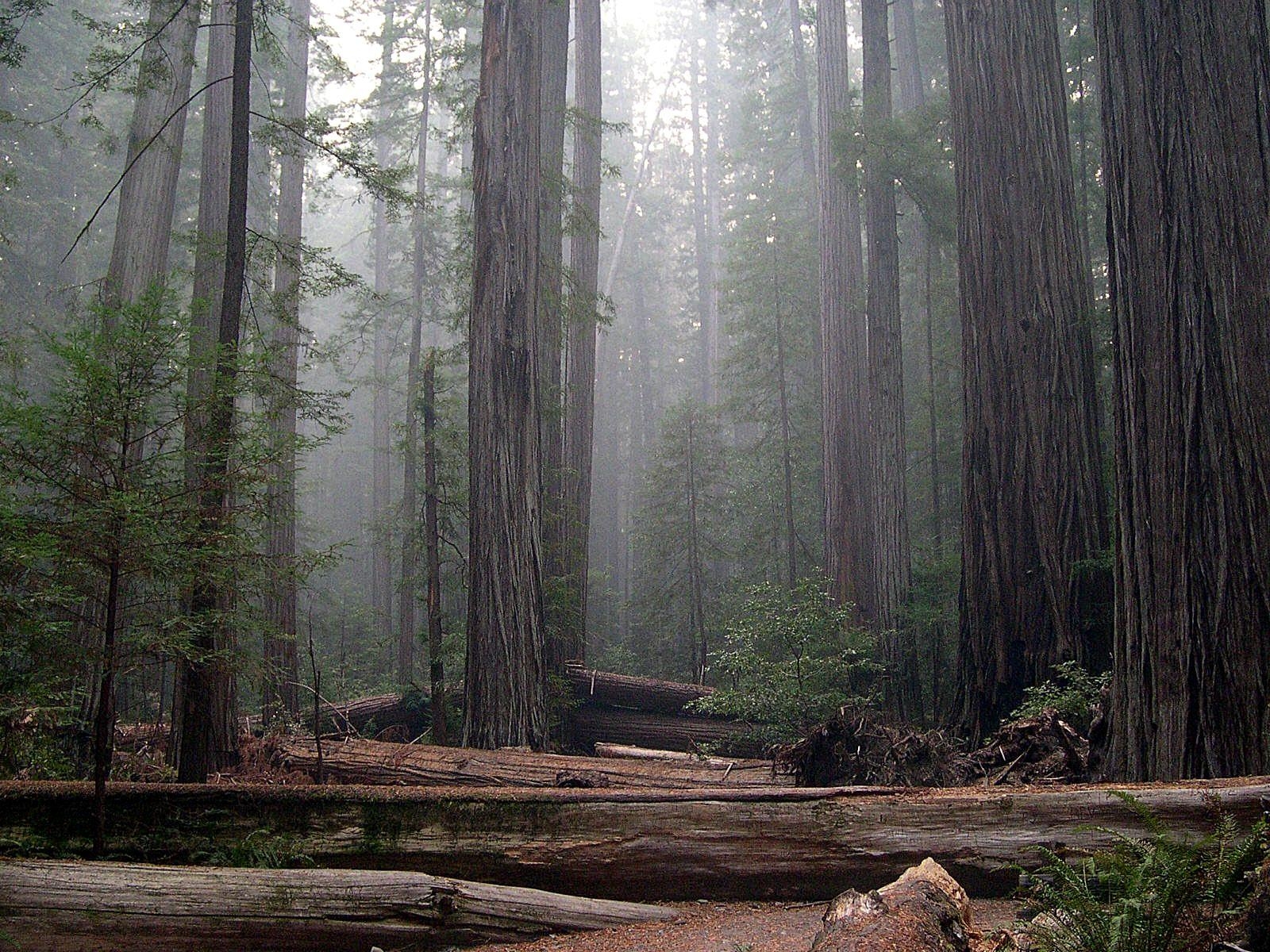 1600x1200 Redwood National Park! Free Lifestyle, Desktop