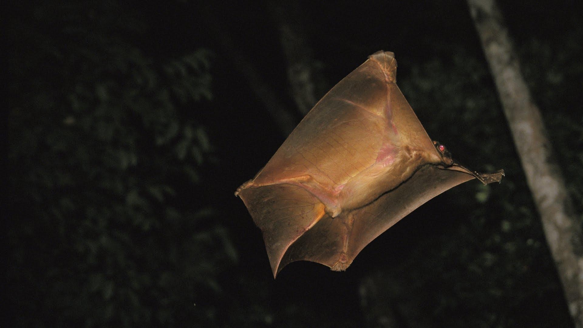 1920x1080 Creature Feature: The Colugo, Desktop