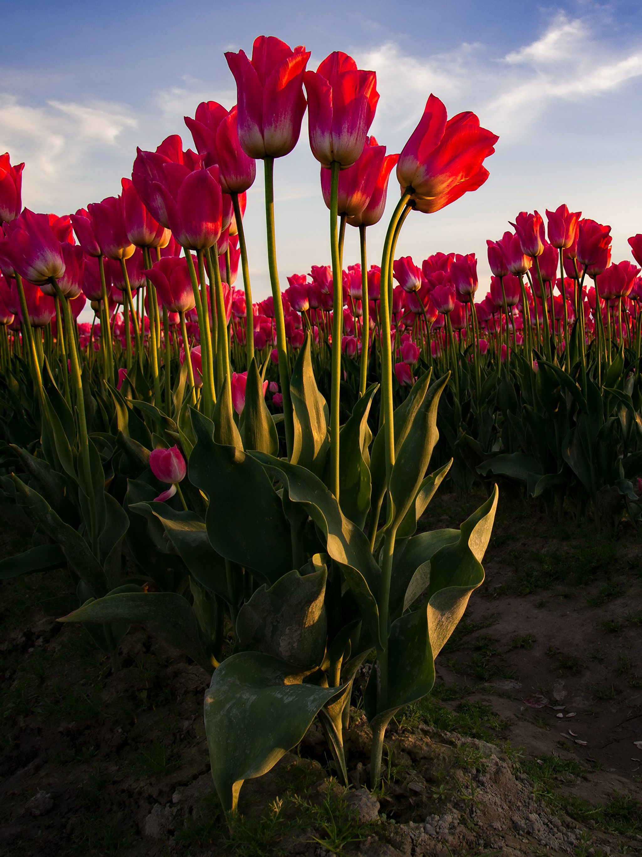 2050x2740 Wallpaper Red Tulips Flowers Many, Phone