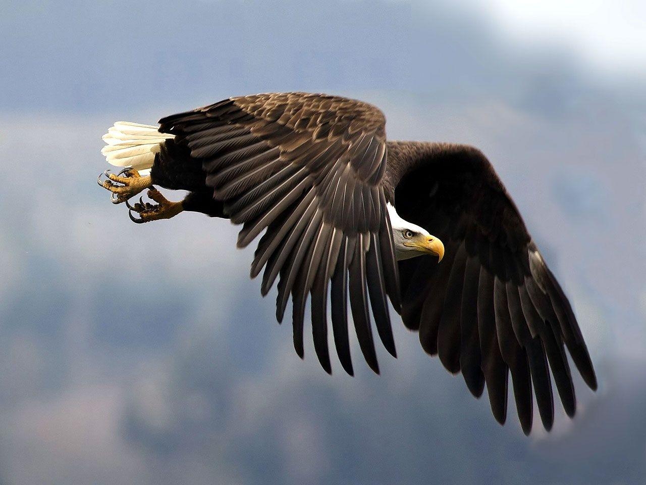 1280x960 Eagle Wallpaper Eagle Birds Wallpaper Gallery, Desktop