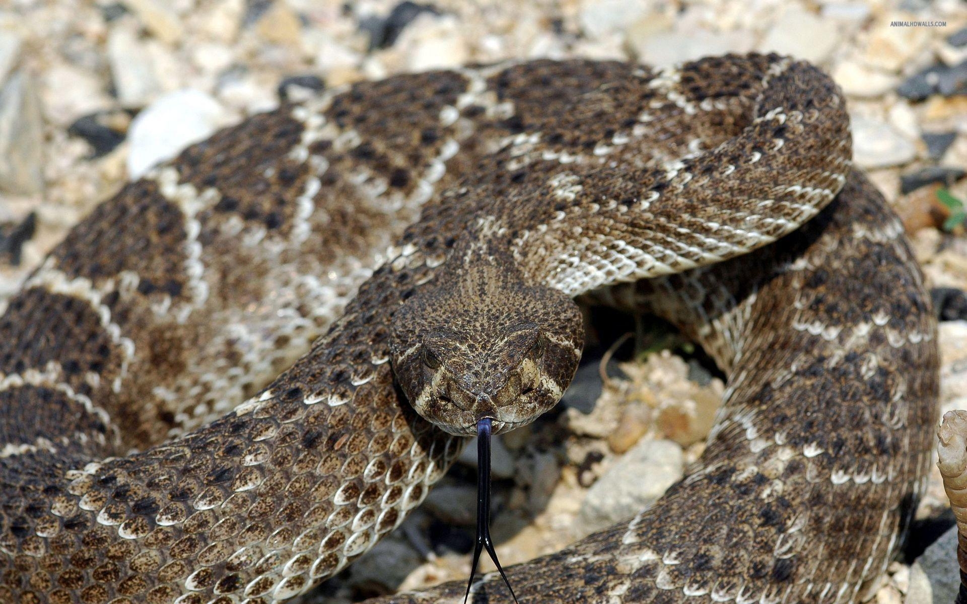 1920x1200 Western Diamondback Rattlesnake wallpaper #, Desktop