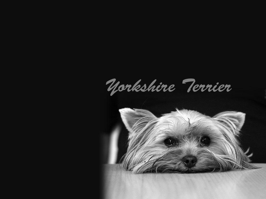 1030x770 Little yorkshire terrier  wallpaper, Desktop