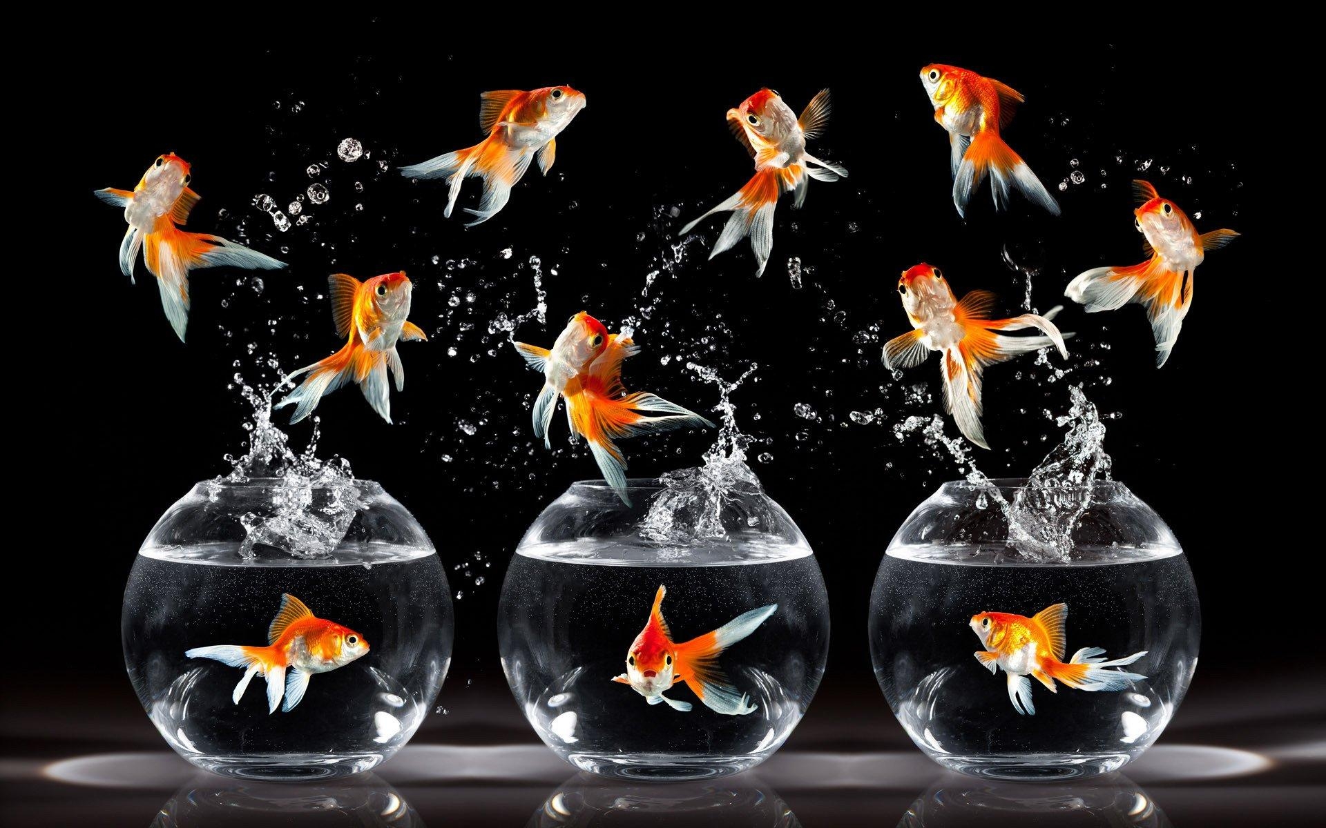 1920x1200 Most Beautiful Desktop Wallpaper of Goldfish, Desktop