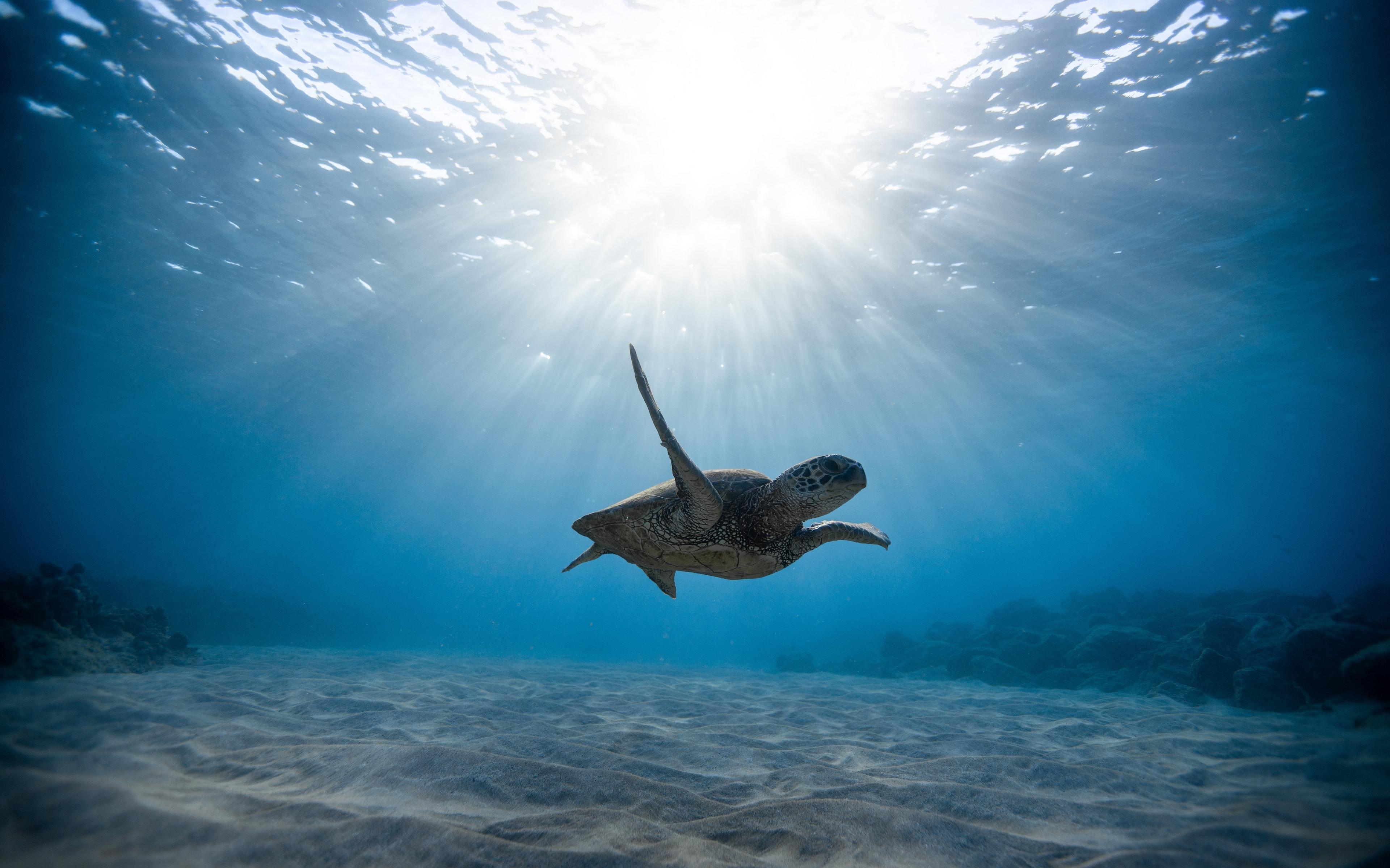 3840x2400 Underwater Sea Wallpaper 4k, Desktop