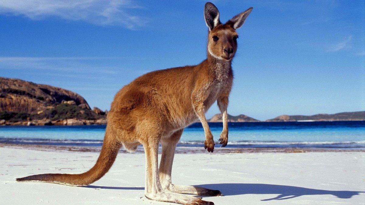 1200x680 Kangaroo Wallpaper High Quality Download Free, Desktop