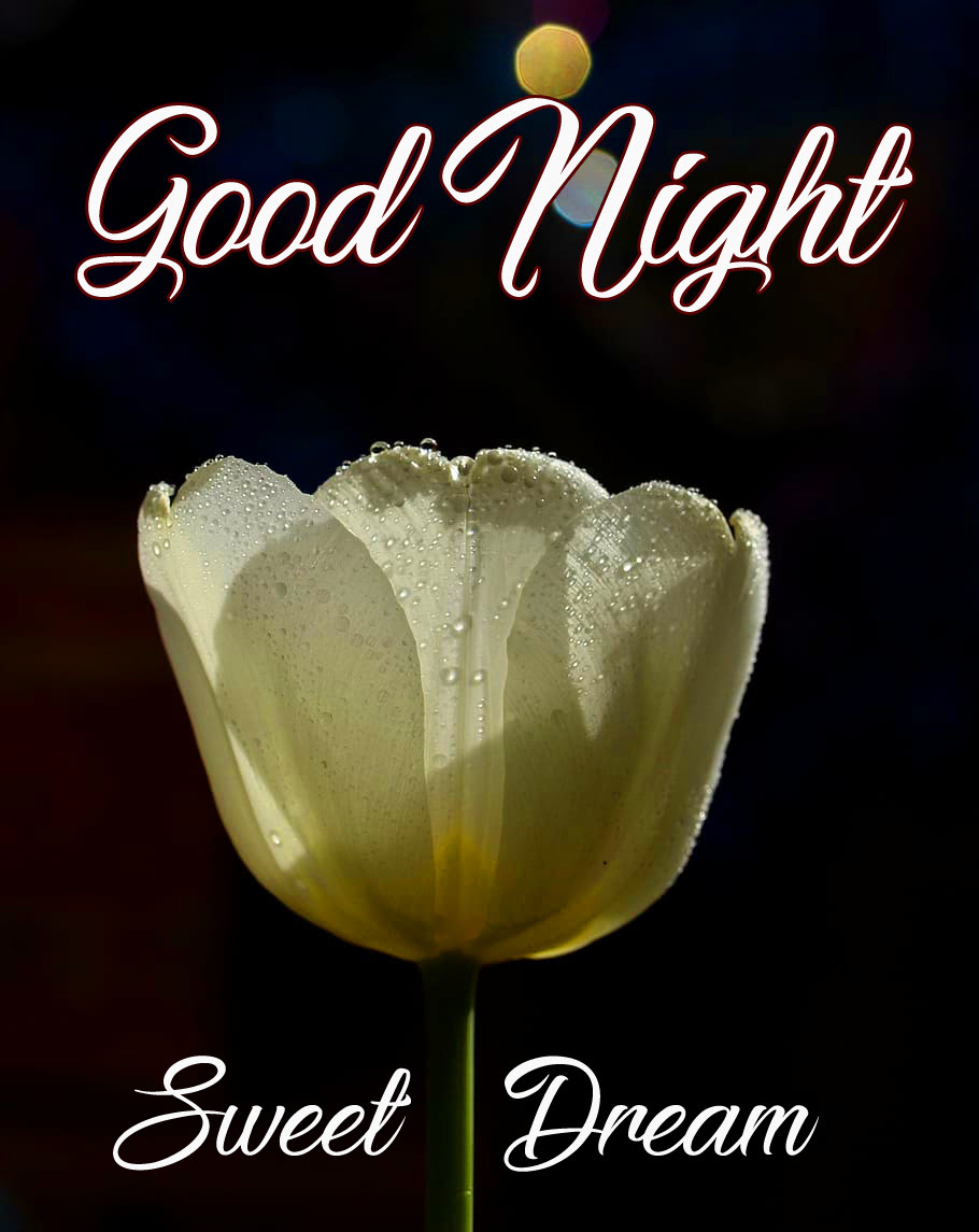 910x1150 Good Night Flower Quotes, Phone