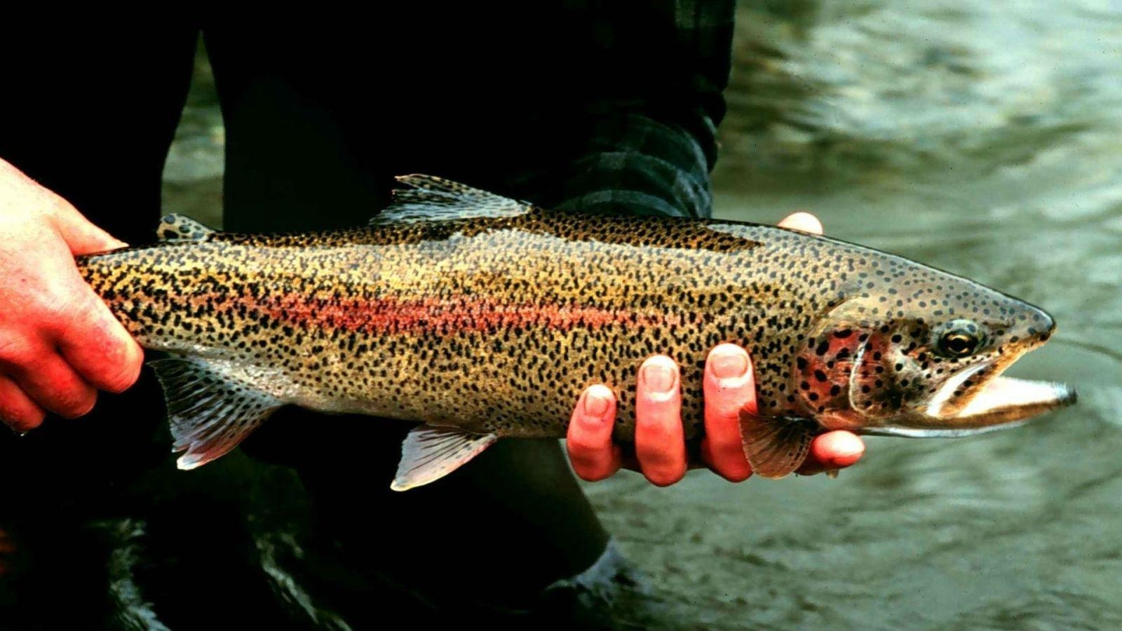 1600x900 Eighty Thousand Rainbow Trout Escape, Desktop