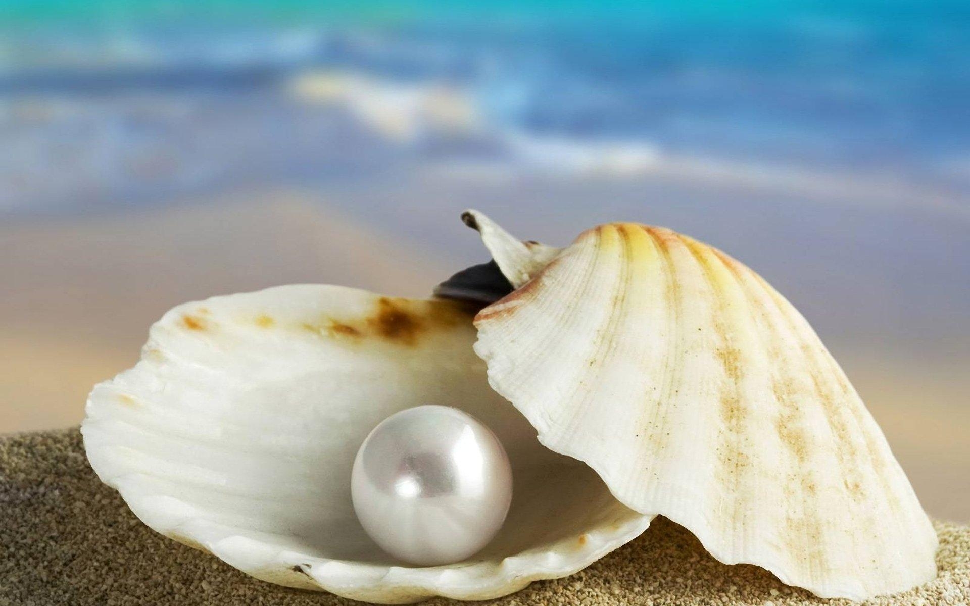 1920x1200 Shell HD Wallpaper, Desktop