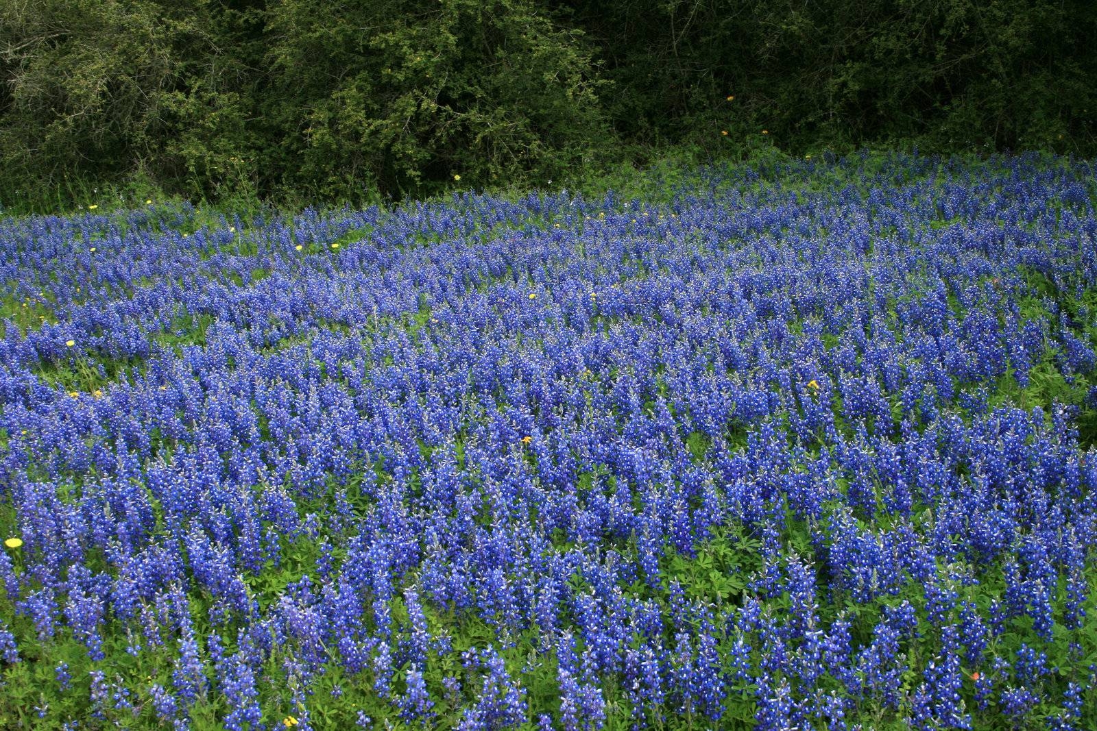 1600x1070 Wallpaper HD: bluebonnet wallpaper Texas Bluebonnet Wallpaper, Desktop