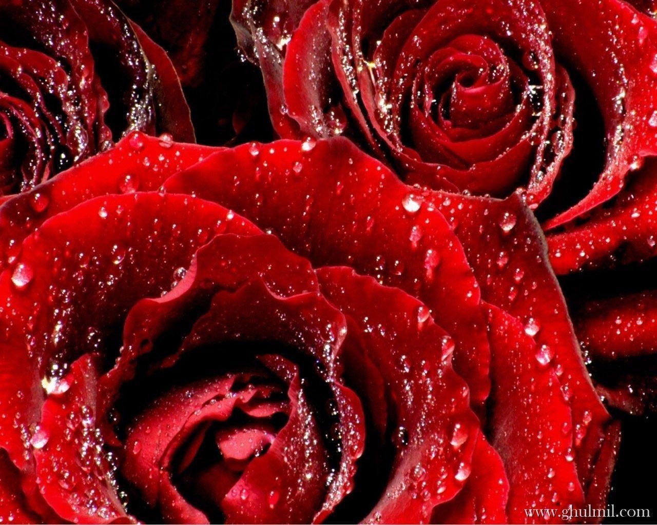 1280x1030 red roses, most popular rose, rose wallpaper, beautiful rose, red, Desktop