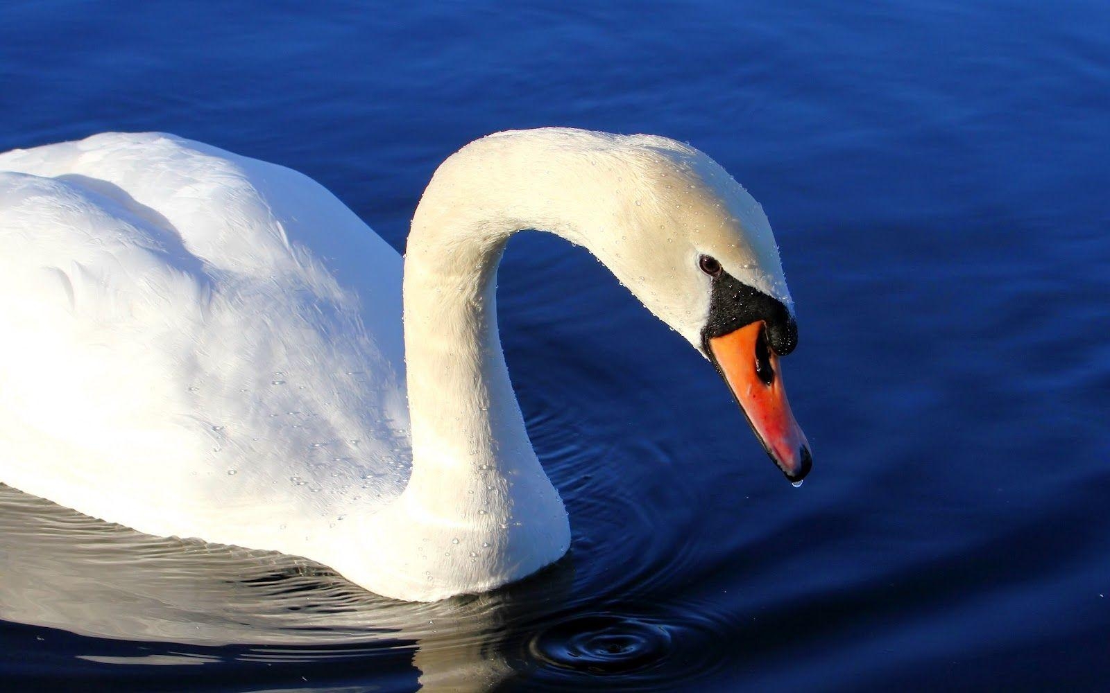 1600x1000 Swans Wallpaper Image Mrfab, Desktop