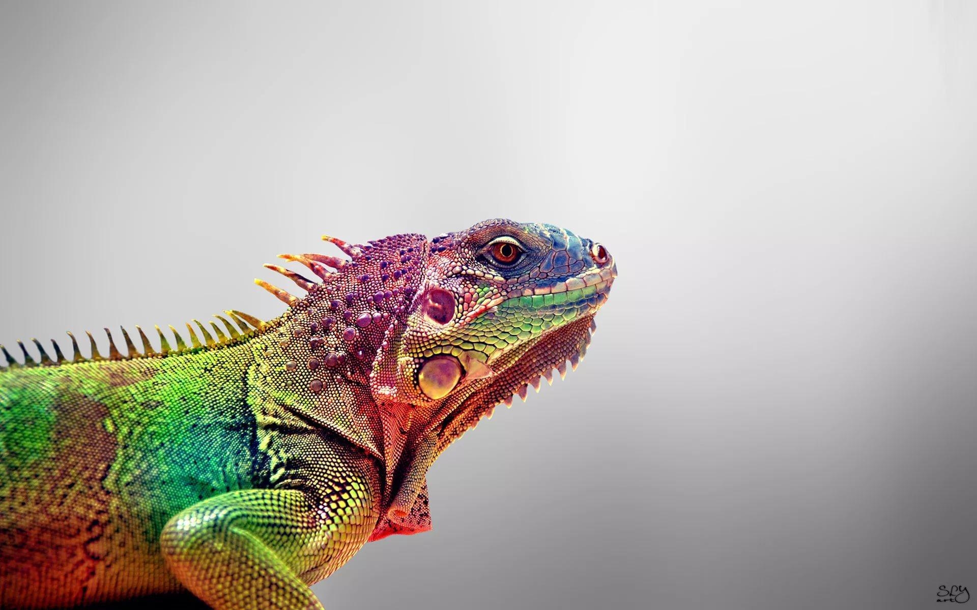 1920x1200 Iguana HD Wallpaper free, Desktop