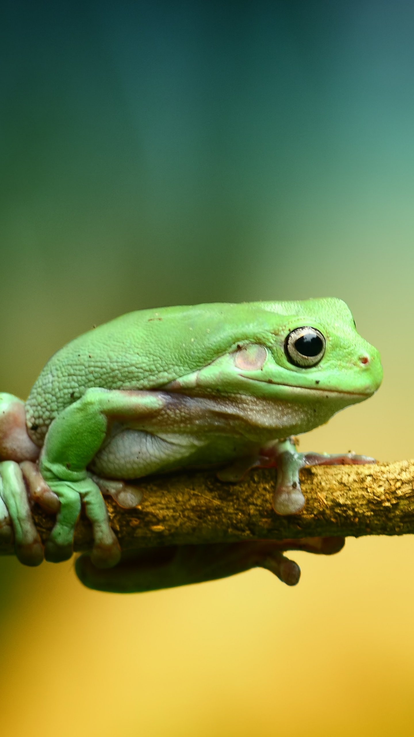 1440x2560 Green Frog Wallpaper, Android & Desktop Background, Phone