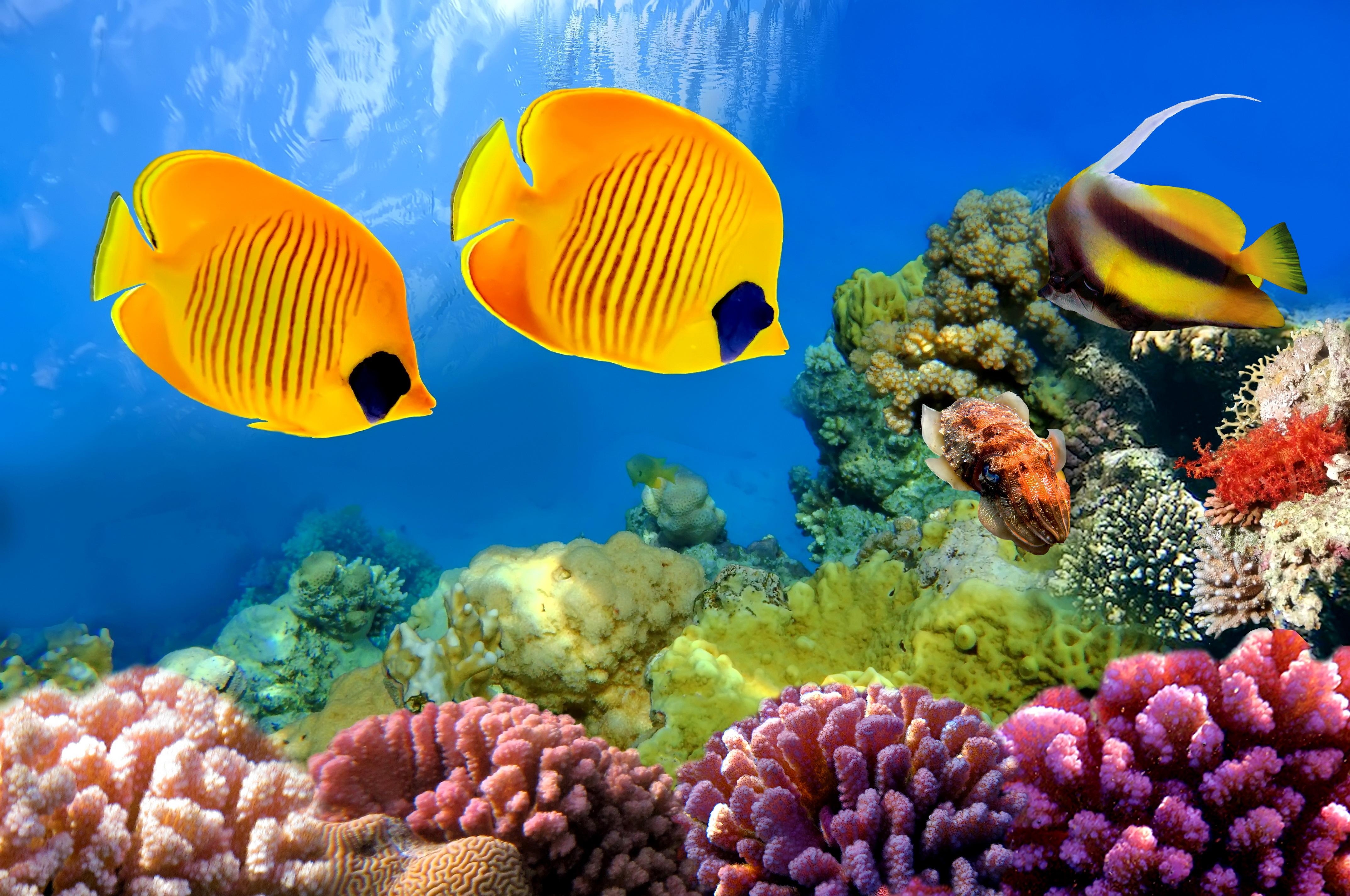 4300x2860 Free Download Aquarium Wallpaper, Desktop