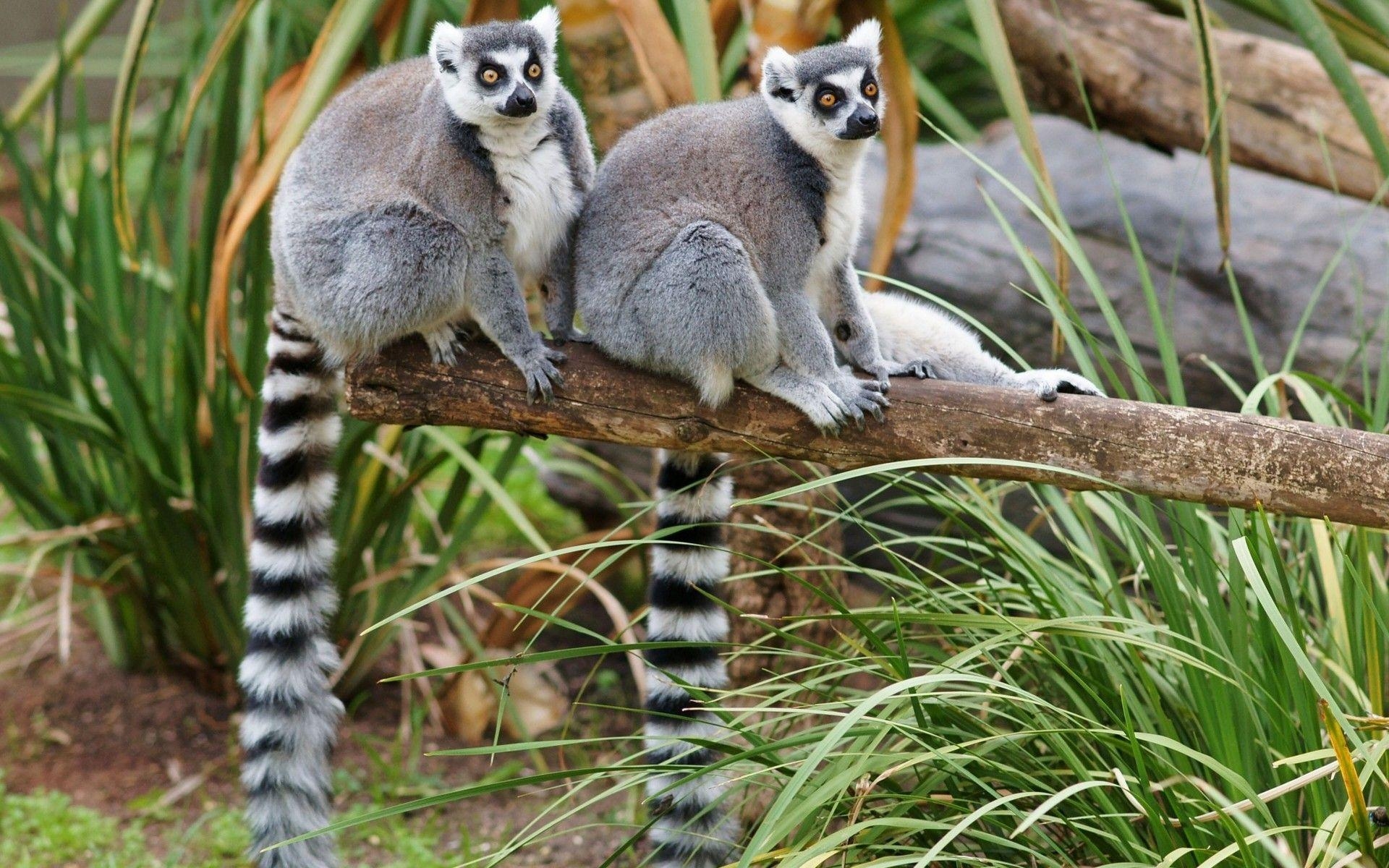 1920x1200 Animals Lemurs Wallpaper HD, Wallpaper13.com, Desktop