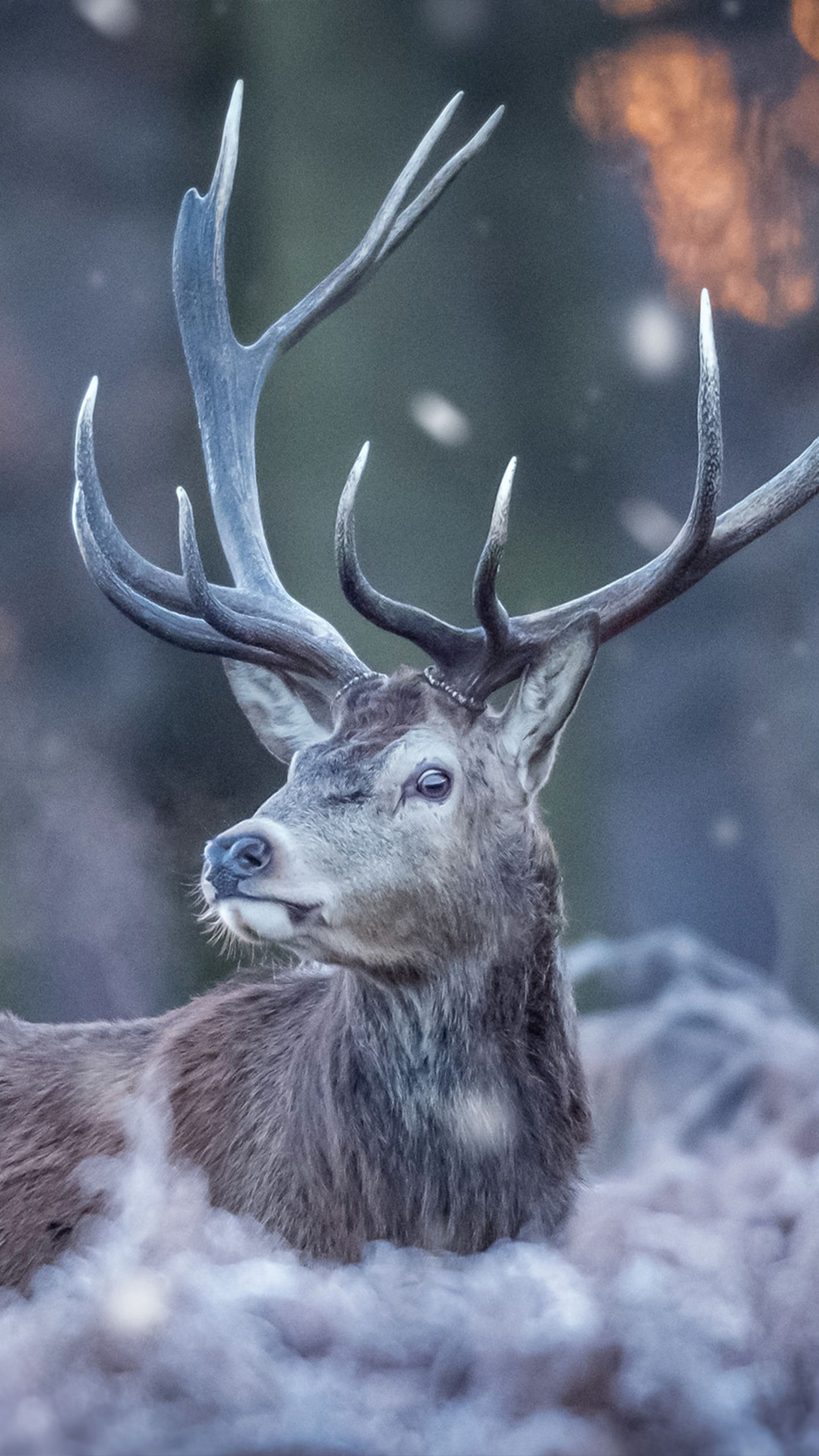 2160x3840 Deer Forest Winter 4K Ultra HD Mobile Wallpaper, Phone