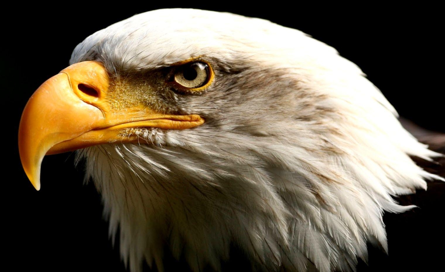 1520x930 3D Wallpaper Eagle Eyes Widescreen, Desktop