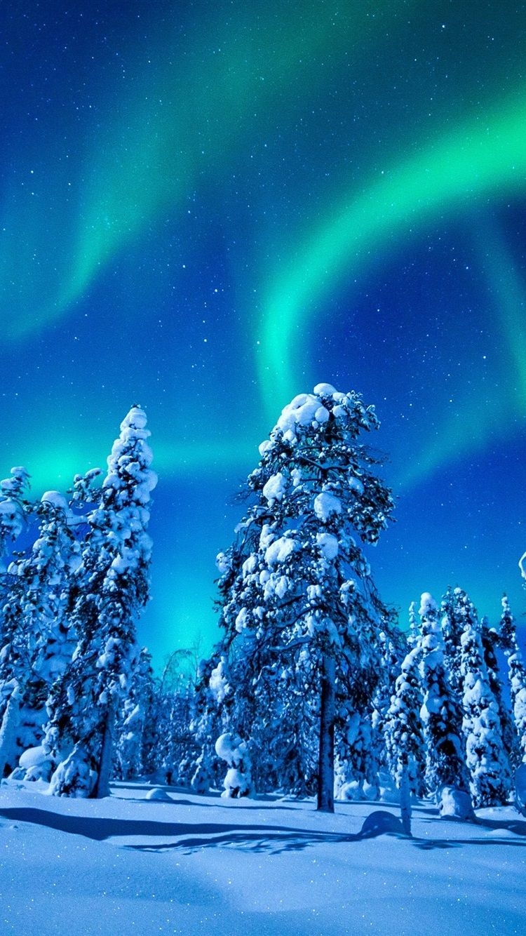 750x1340 Beautiful northern lights, winter, snow, spruce, trees, night, Phone