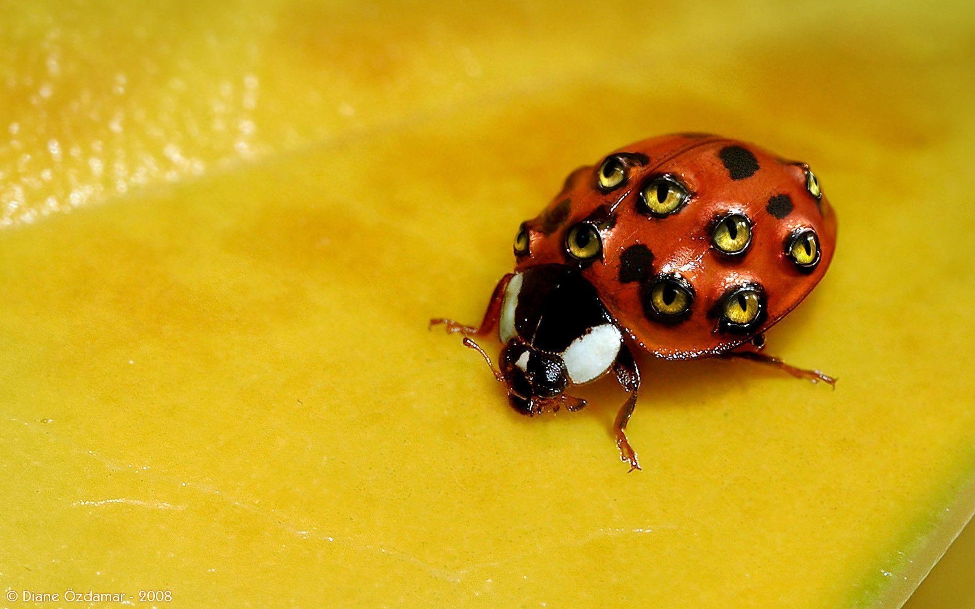 1920x1200 Weird Ladybug wallpaper, Desktop