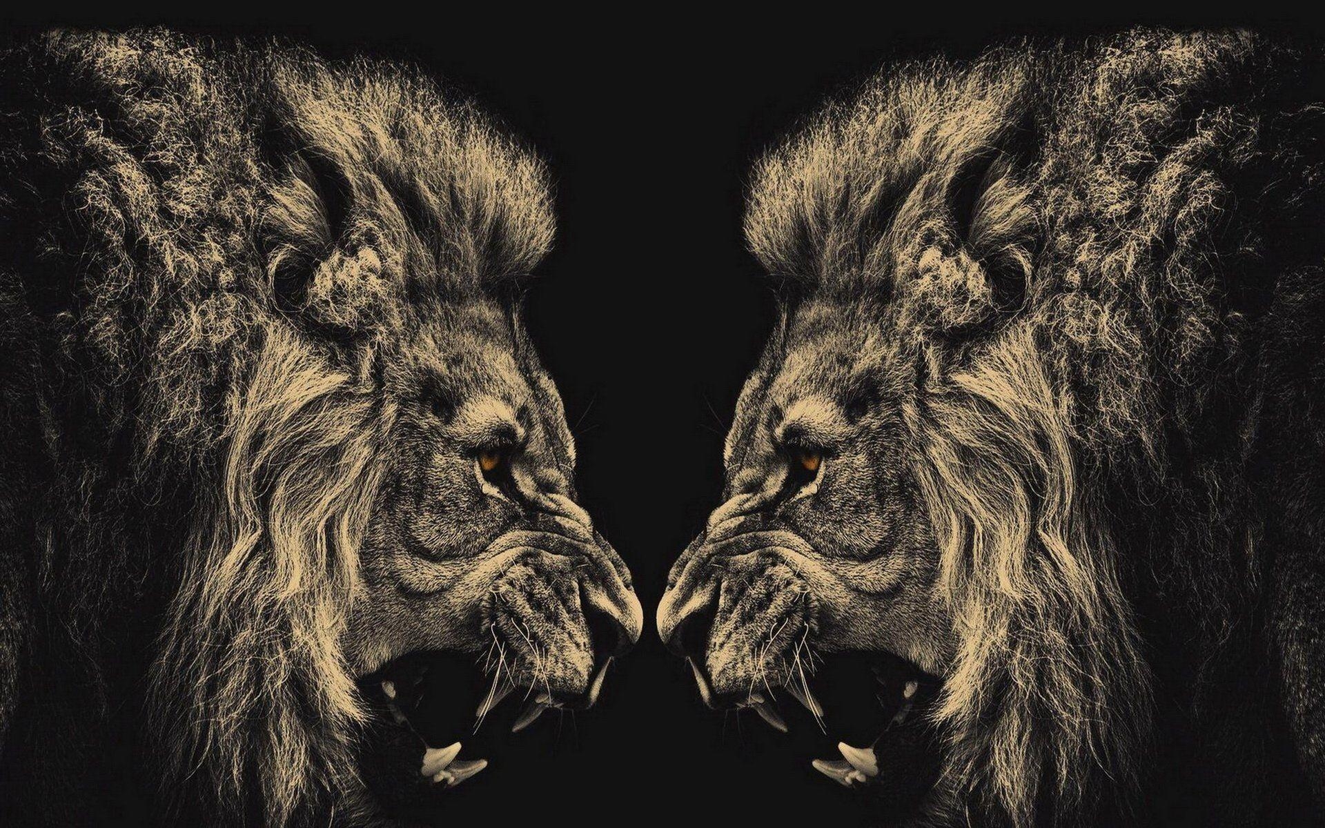 1920x1200 Lion HD Wallpaper and Background Image, Desktop