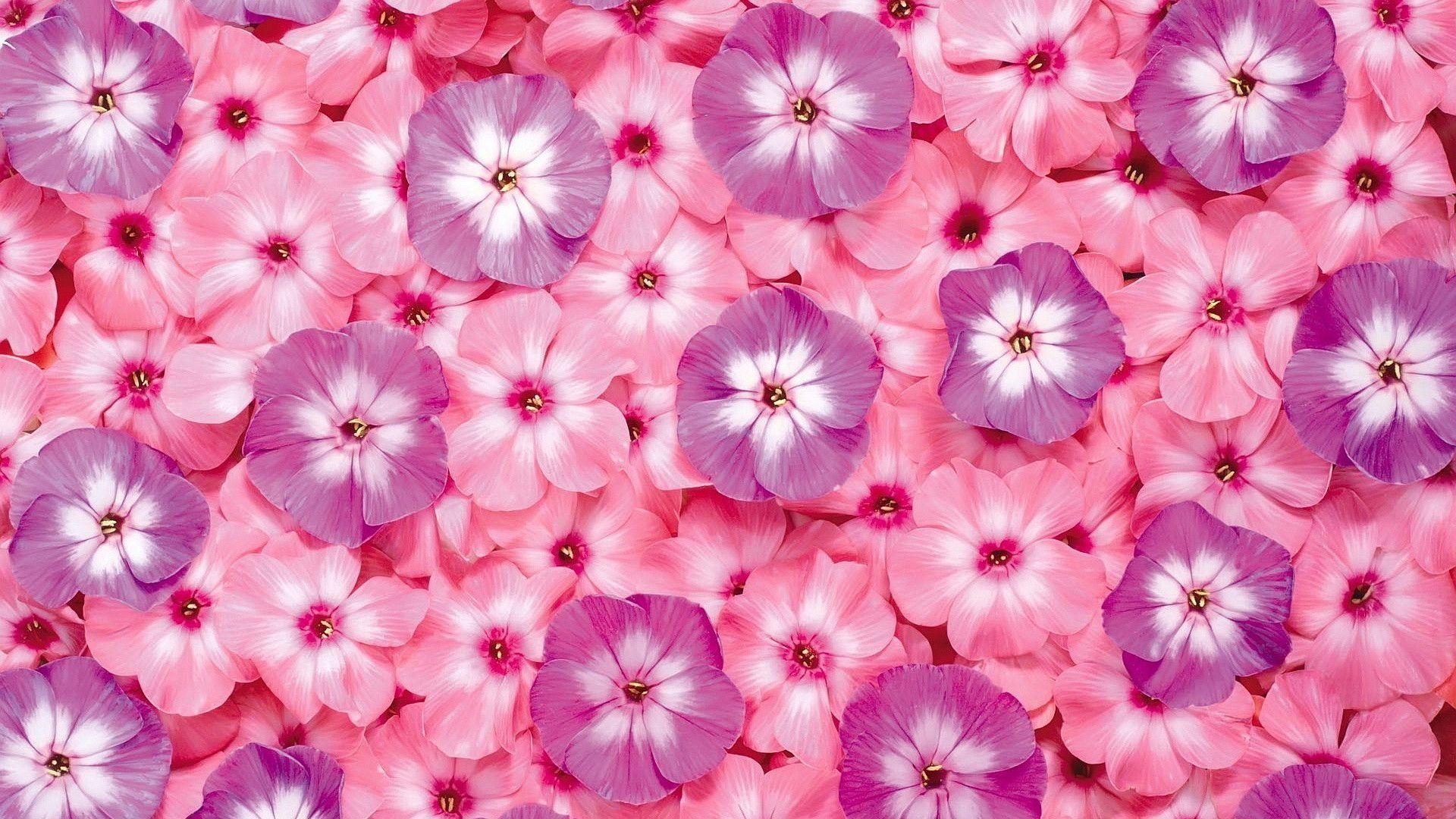 1920x1080 Pink Flowers HD Wallpaper Wallpaper Inn, Desktop