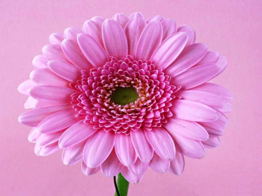 1030x770 Colorful Daisy Flower Wallpaper, Desktop