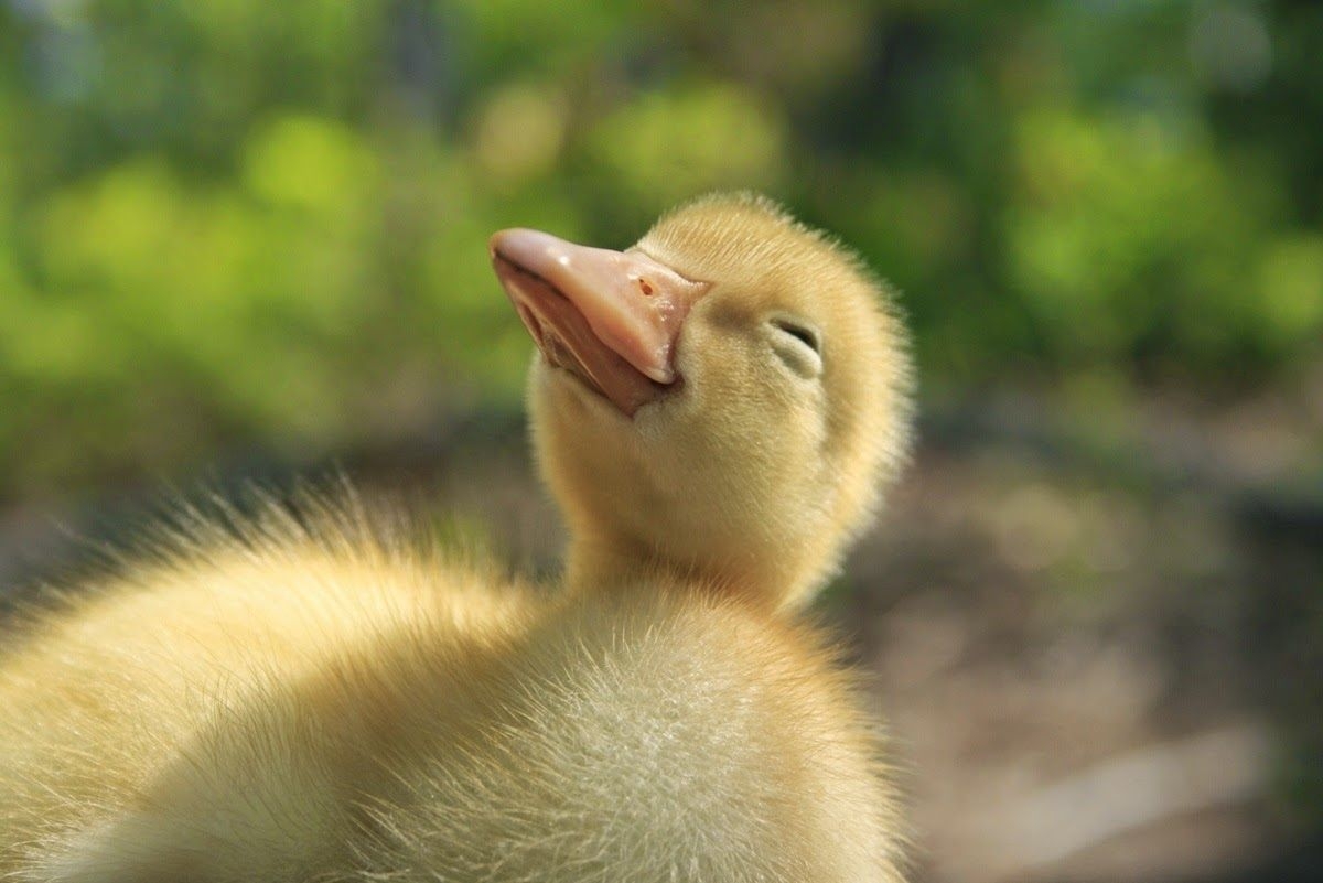 1200x810 Cute Ducks Wallpaper Photo, Desktop