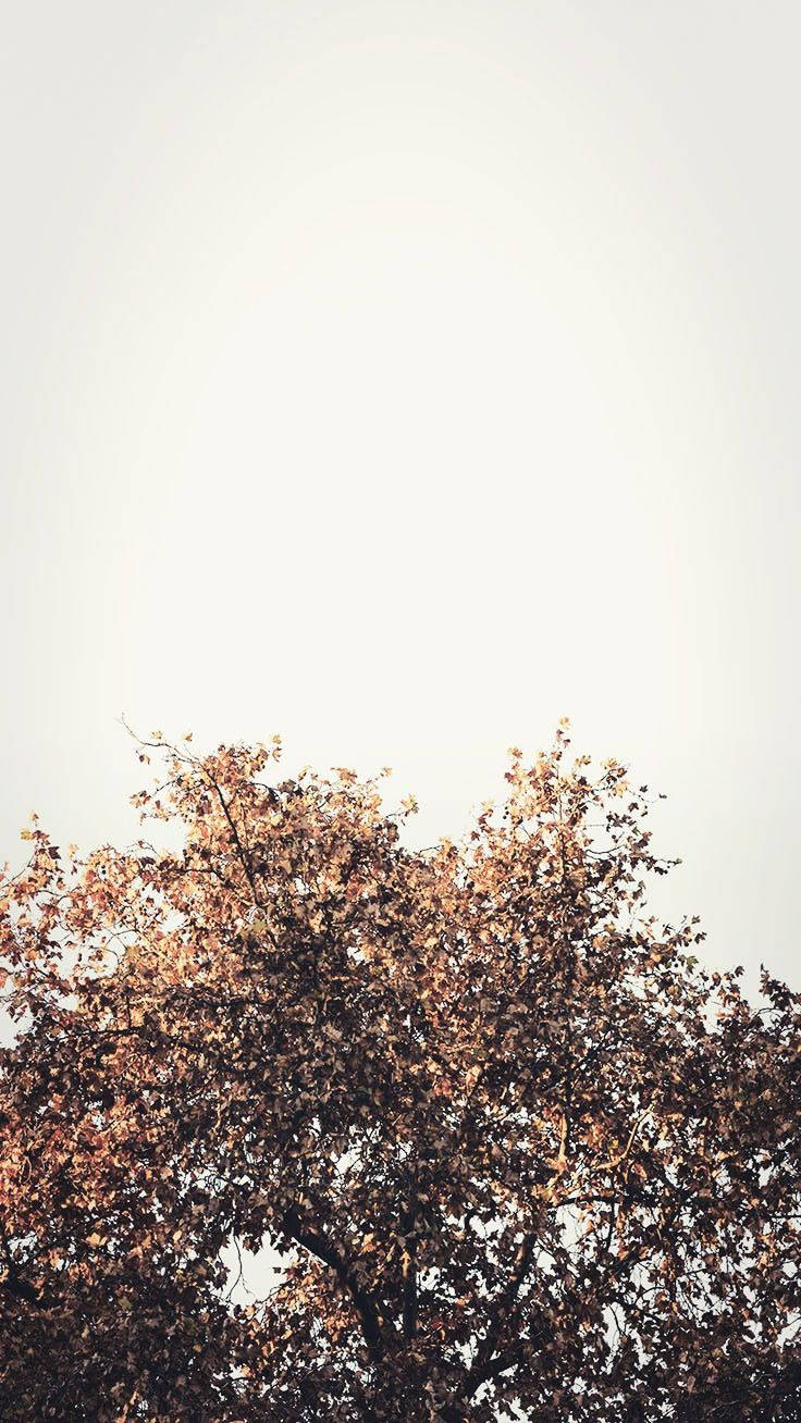 740x1310 Fall Aesthetic iPhone HD Wallpaper, Phone