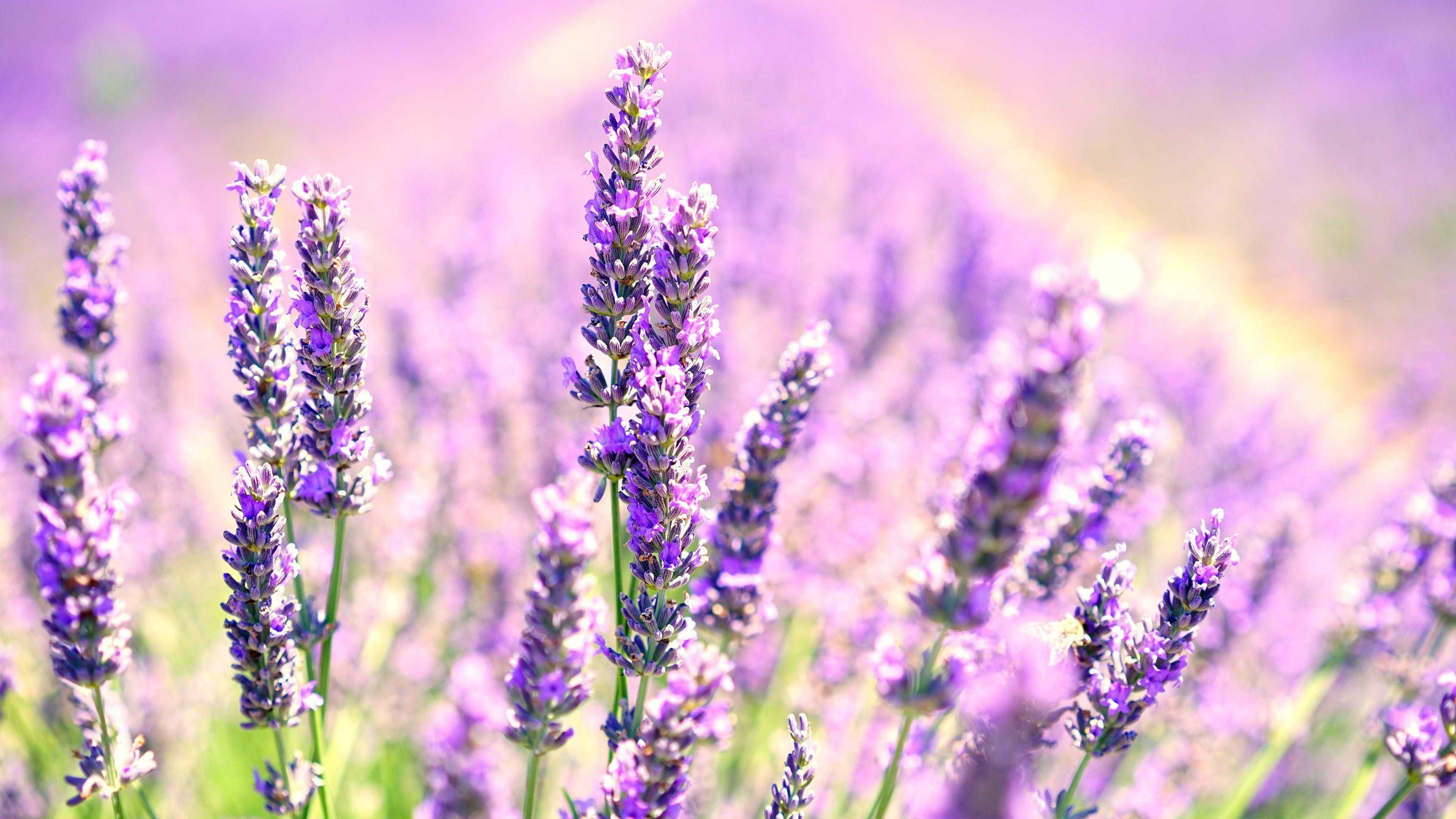 3840x2160 4K Lavender Wallpaper Free HD Wallpaper, Desktop