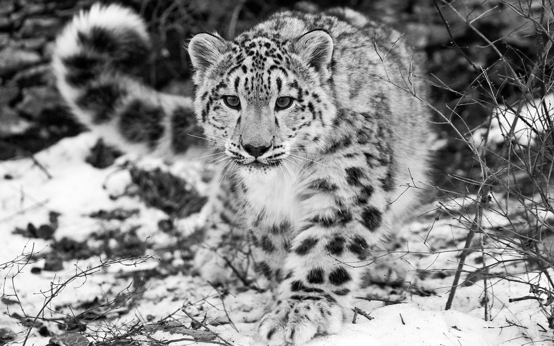 1920x1200 The Snow Leopard Wallpaper, Desktop