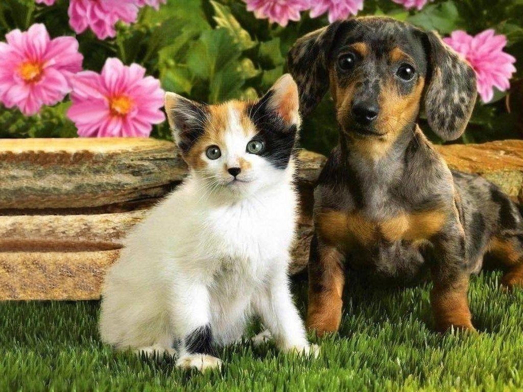 1030x770 Kittens & Puppies, Desktop