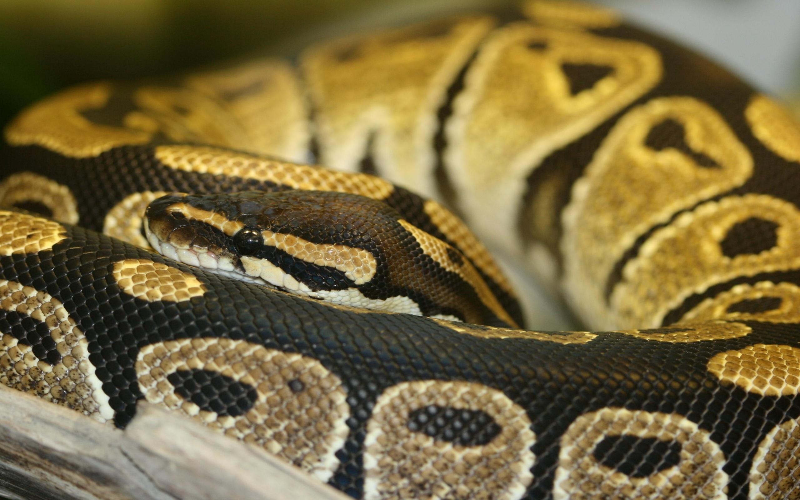 2560x1600 Ball Python Wallpaper. Python, Desktop