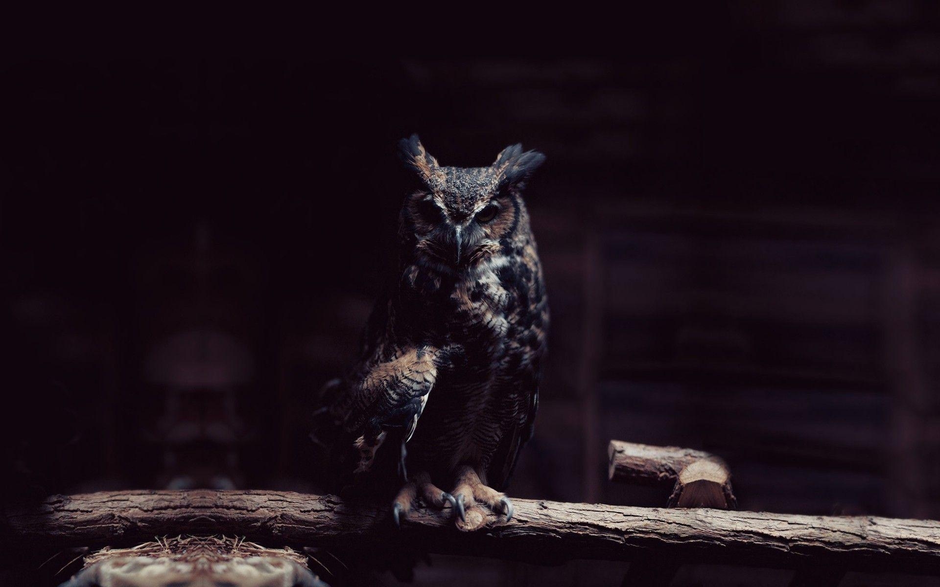 1920x1200 Owl Wallpaper HD wallpaper search, Desktop