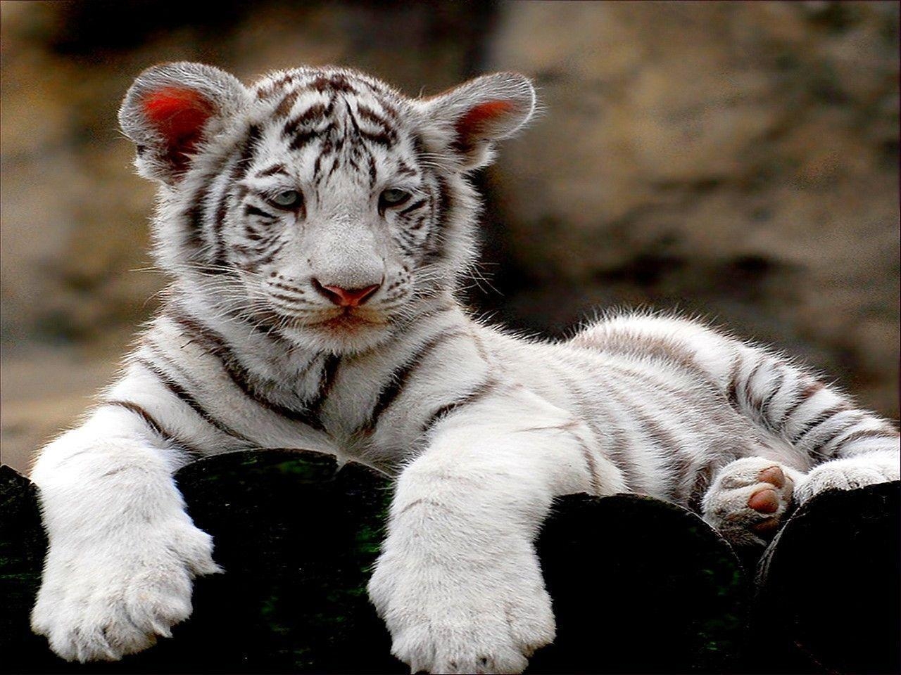 1280x960 cute white tiger cub wallpaper Search Engine, Desktop