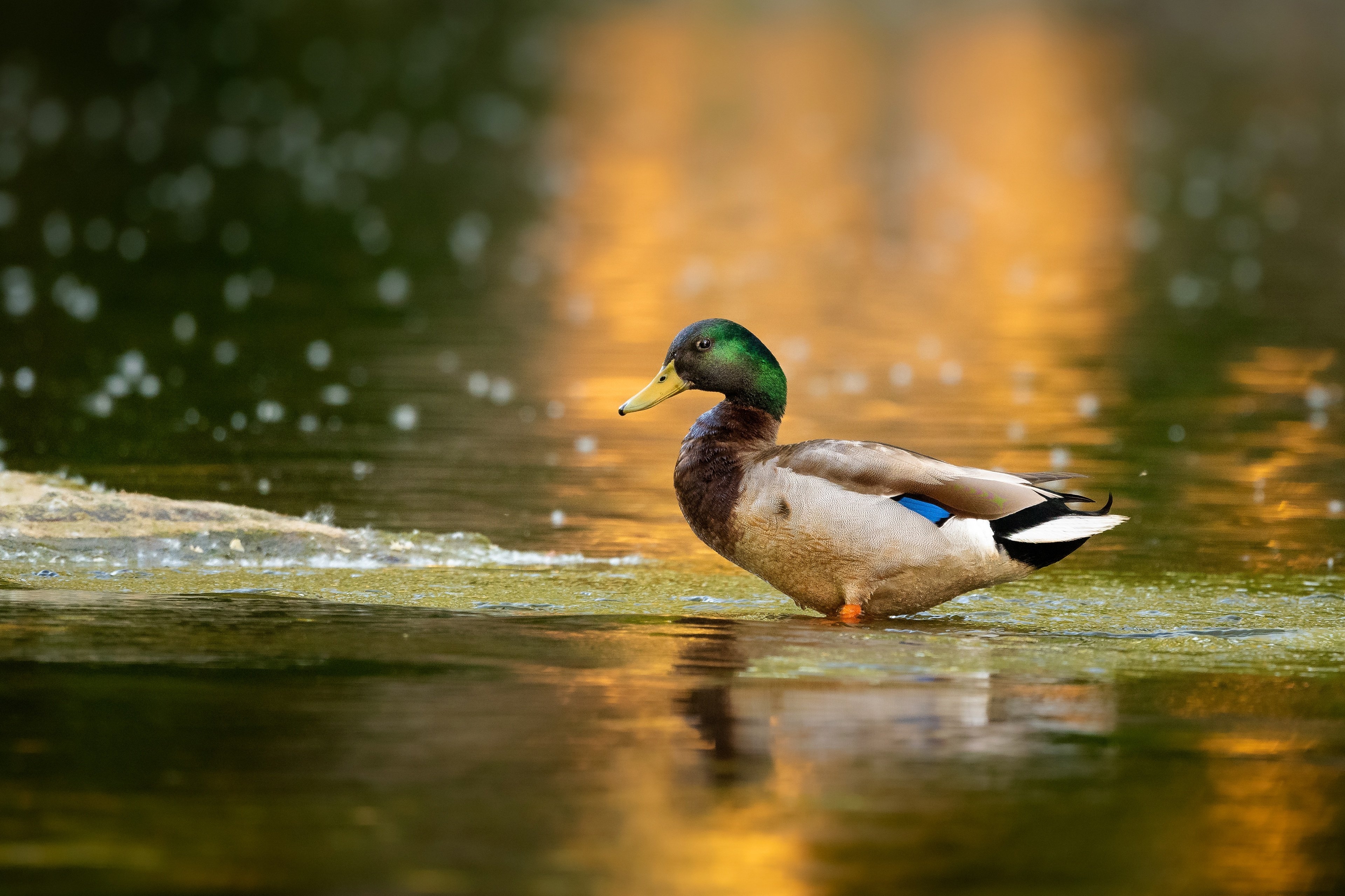 3840x2560 Duck 4k Ultra HD Wallpaper, Desktop