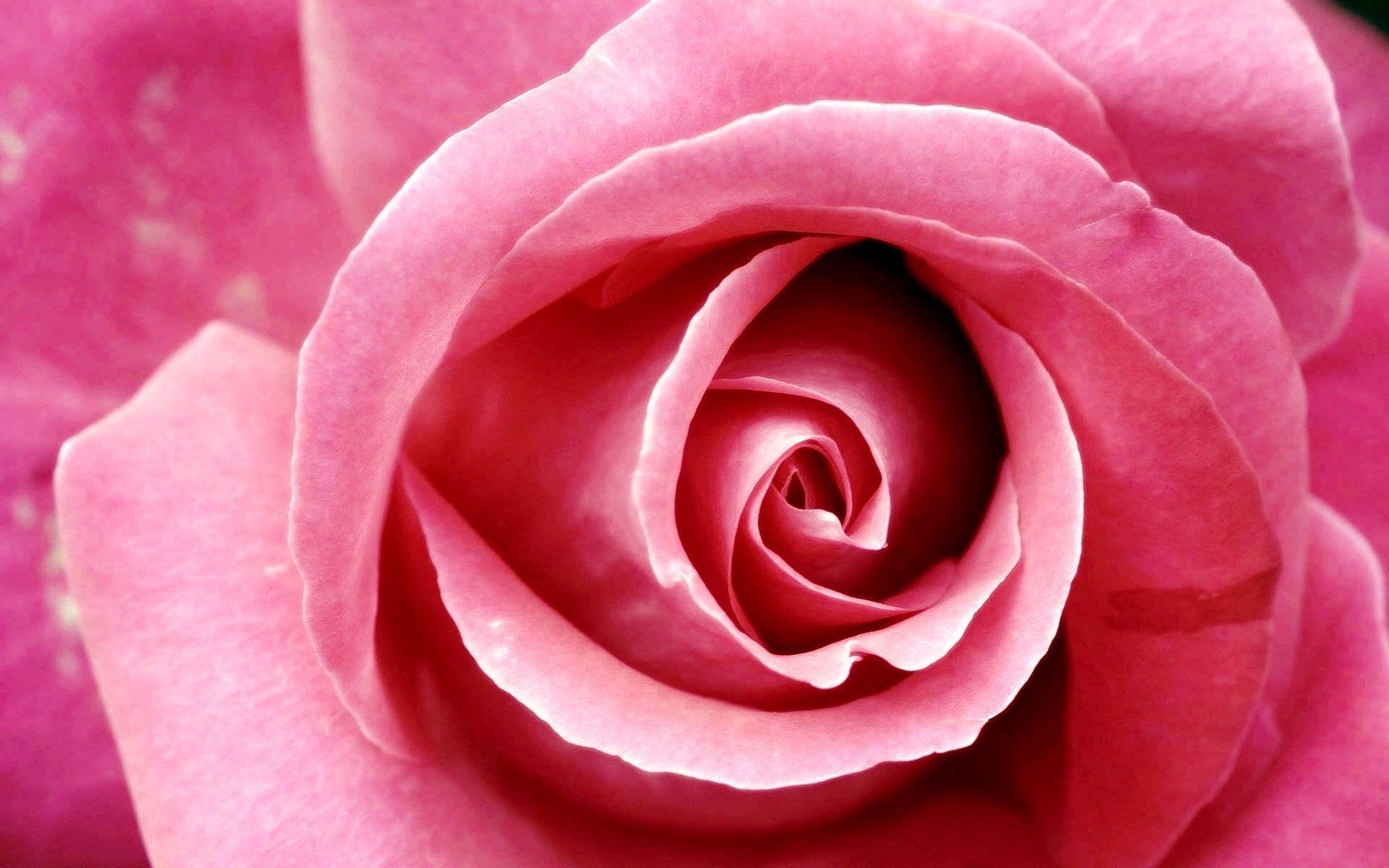 1920x1200 HD Pink Rose, Beautiful HD Pink Rose, Desktop