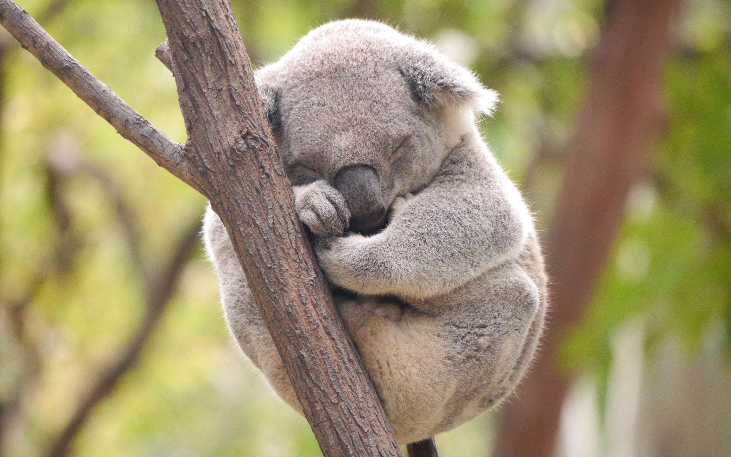 2560x1600 Koala HD Pics, Desktop