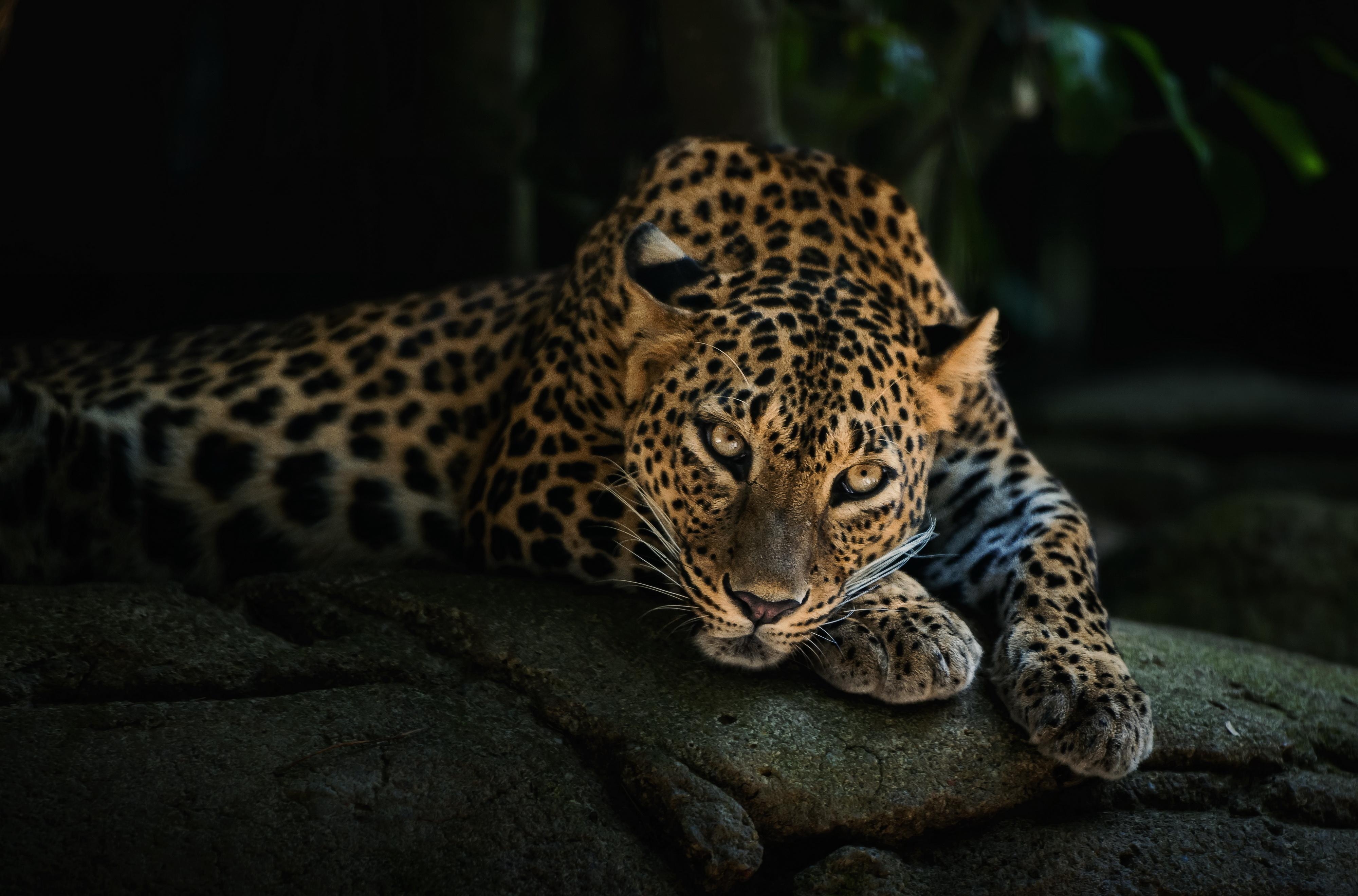 4000x2640 Leopard Wallpaper. Colorful, Desktop