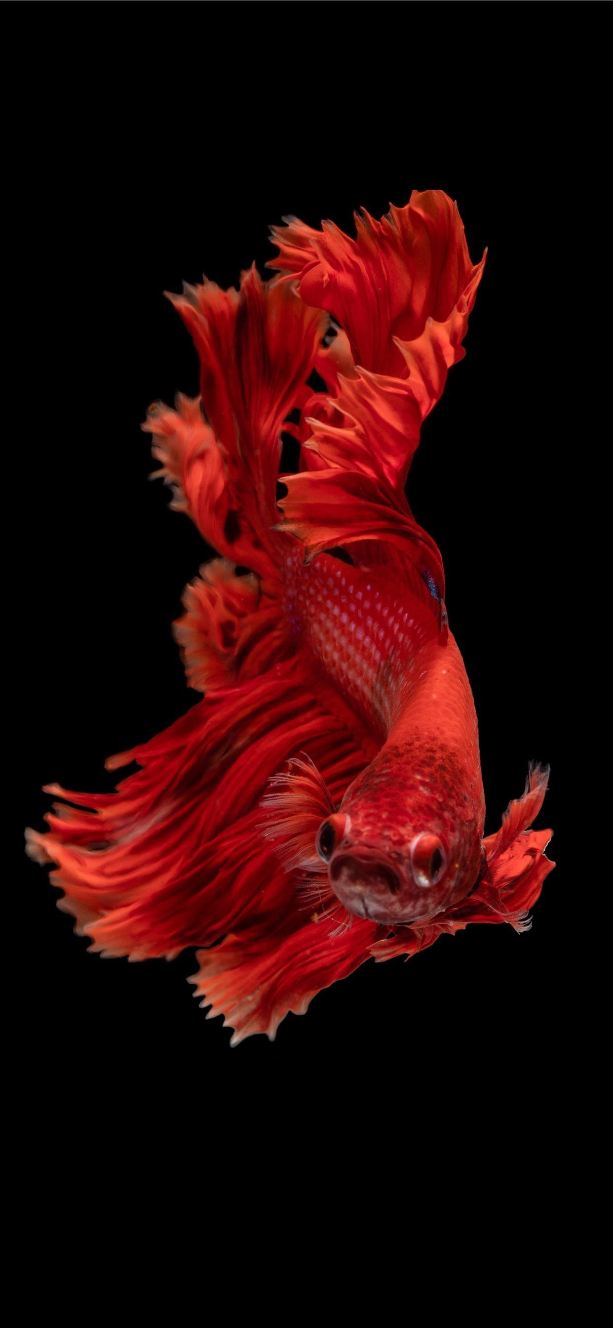 1250x2690 red Siamese fighting fish iPhone Wallpaper Free Download, Phone