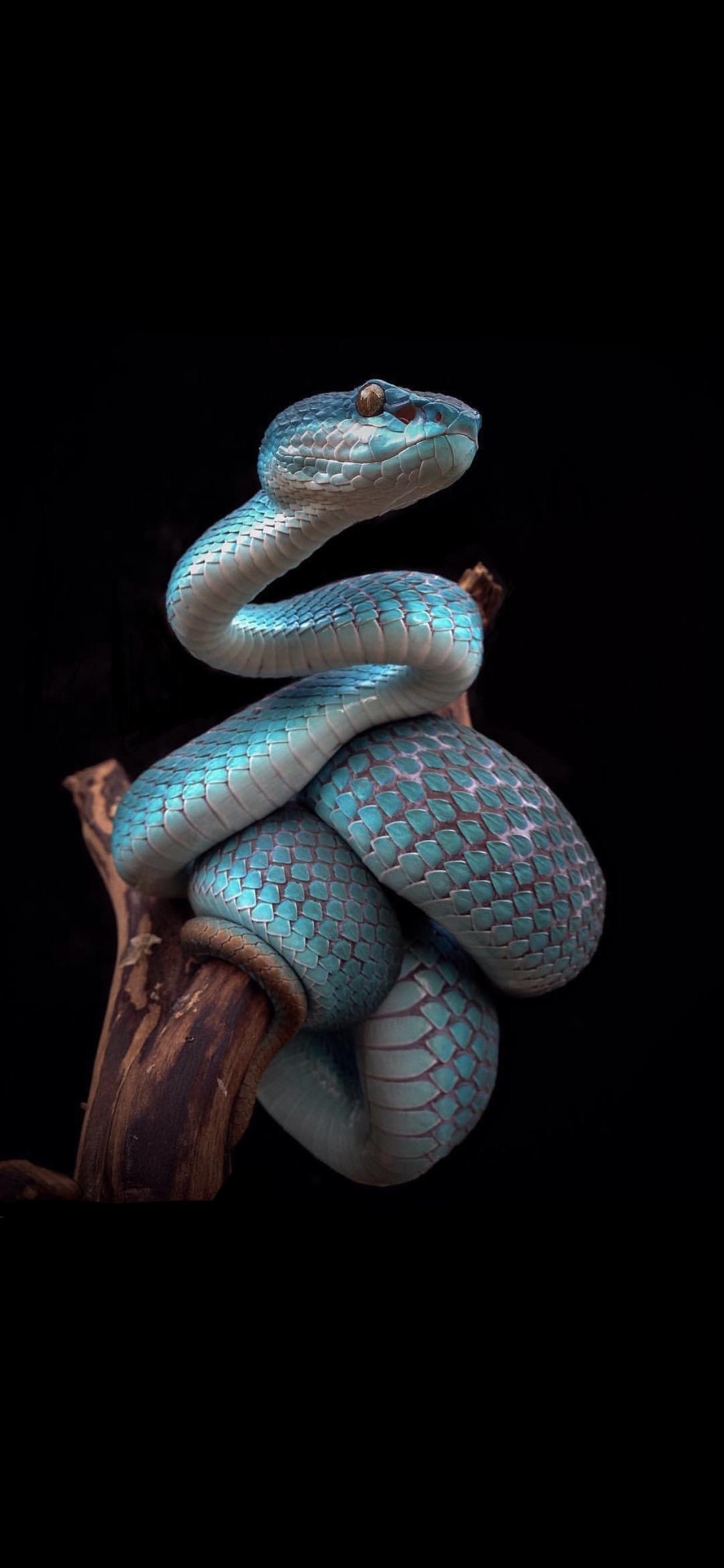 1250x2690 Shot on iPhone Snake by Shinji N. [2688x1242], Phone