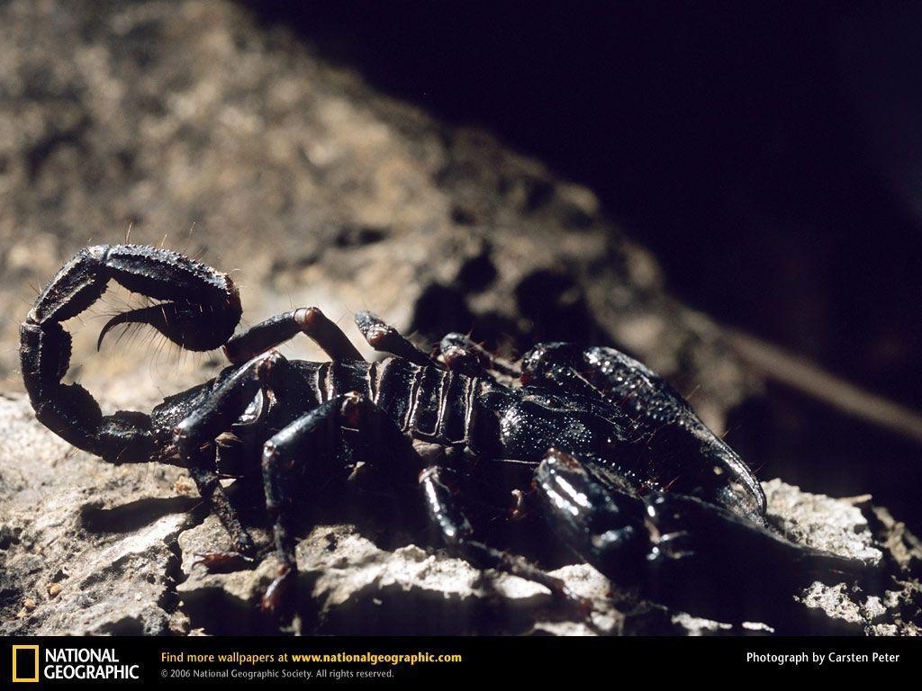 1030x770 Scorpion Picture, Scorpion Desktop Wallpaper, Free Wallpaper, Desktop